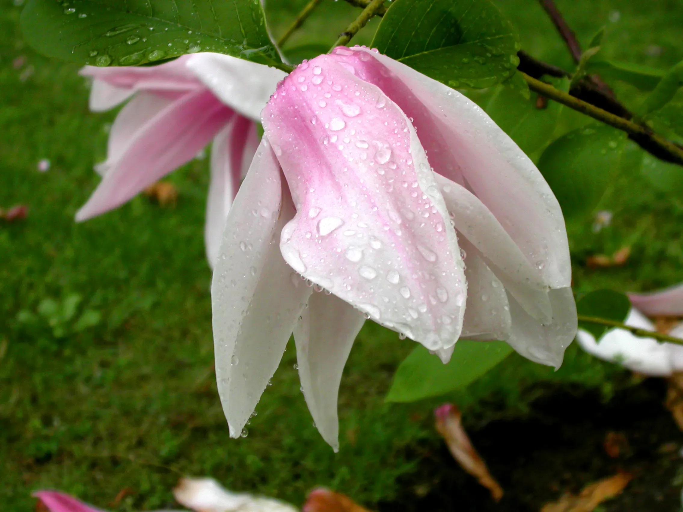 Magnolia