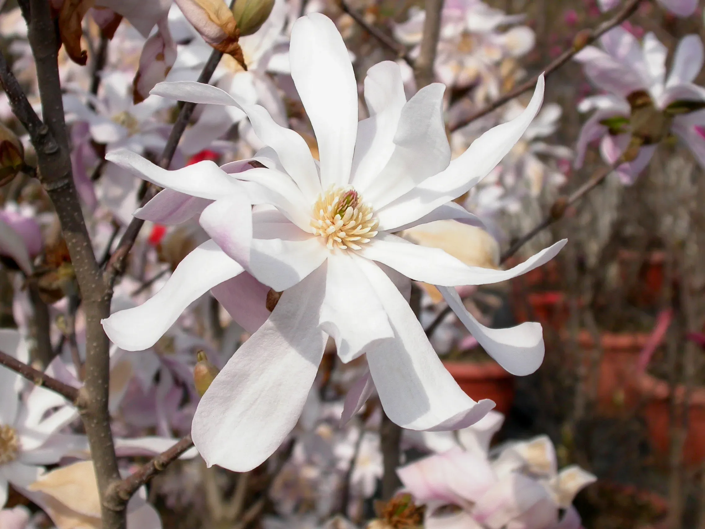 Magnolia