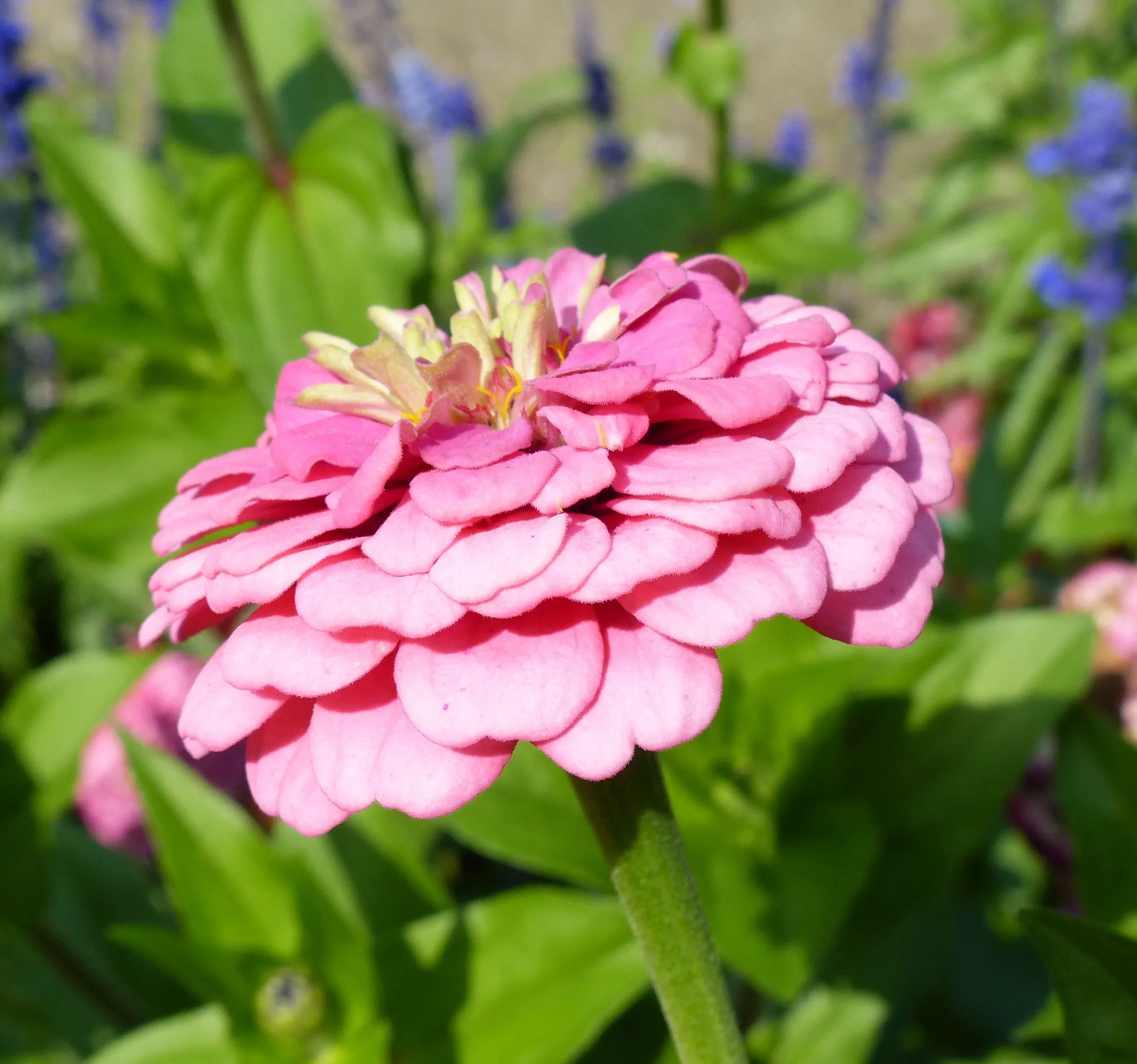 Zinnia violacea cultivar 'Oklahoma Pink'