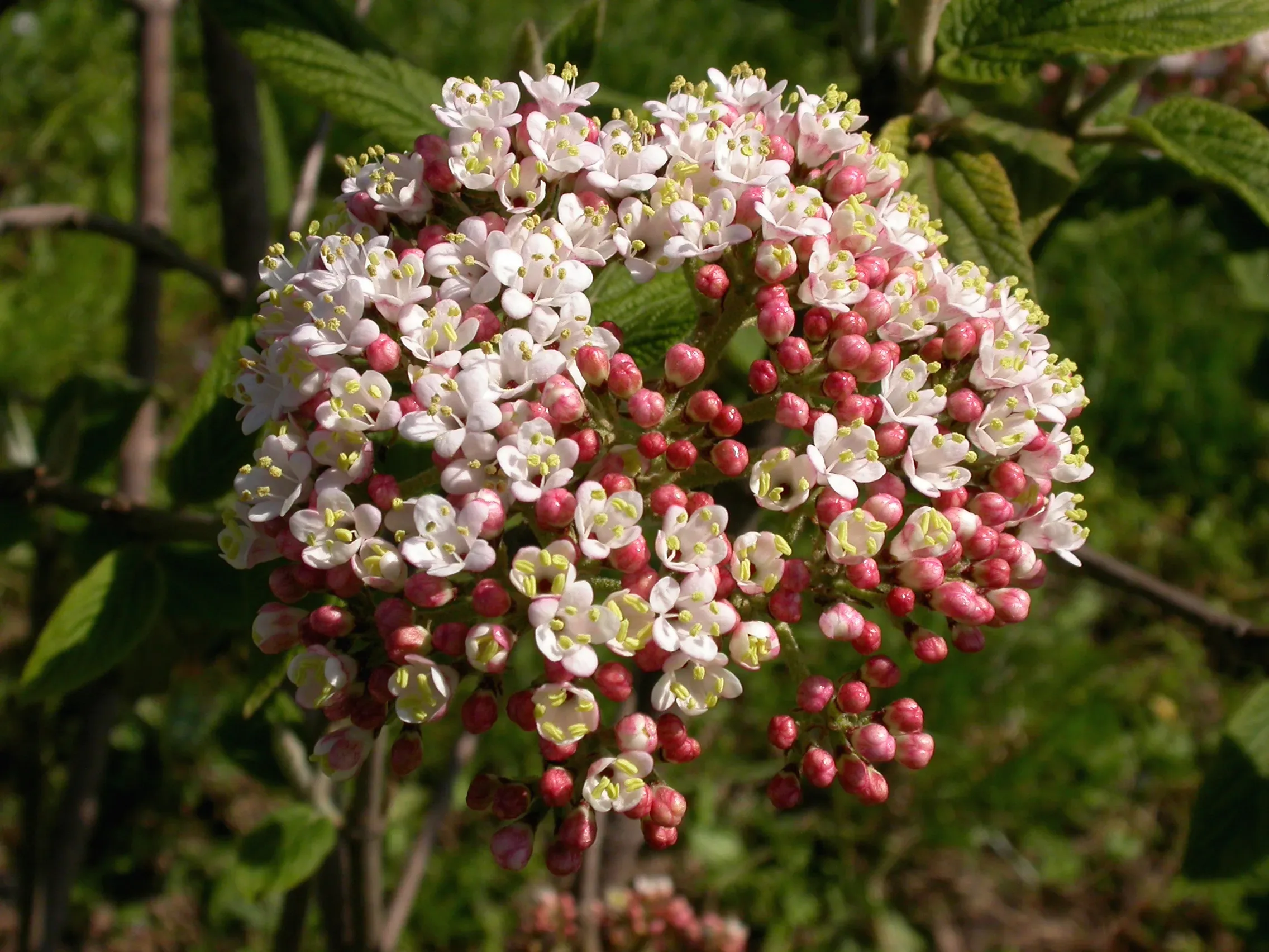Viburno dalle foglie di buddleja