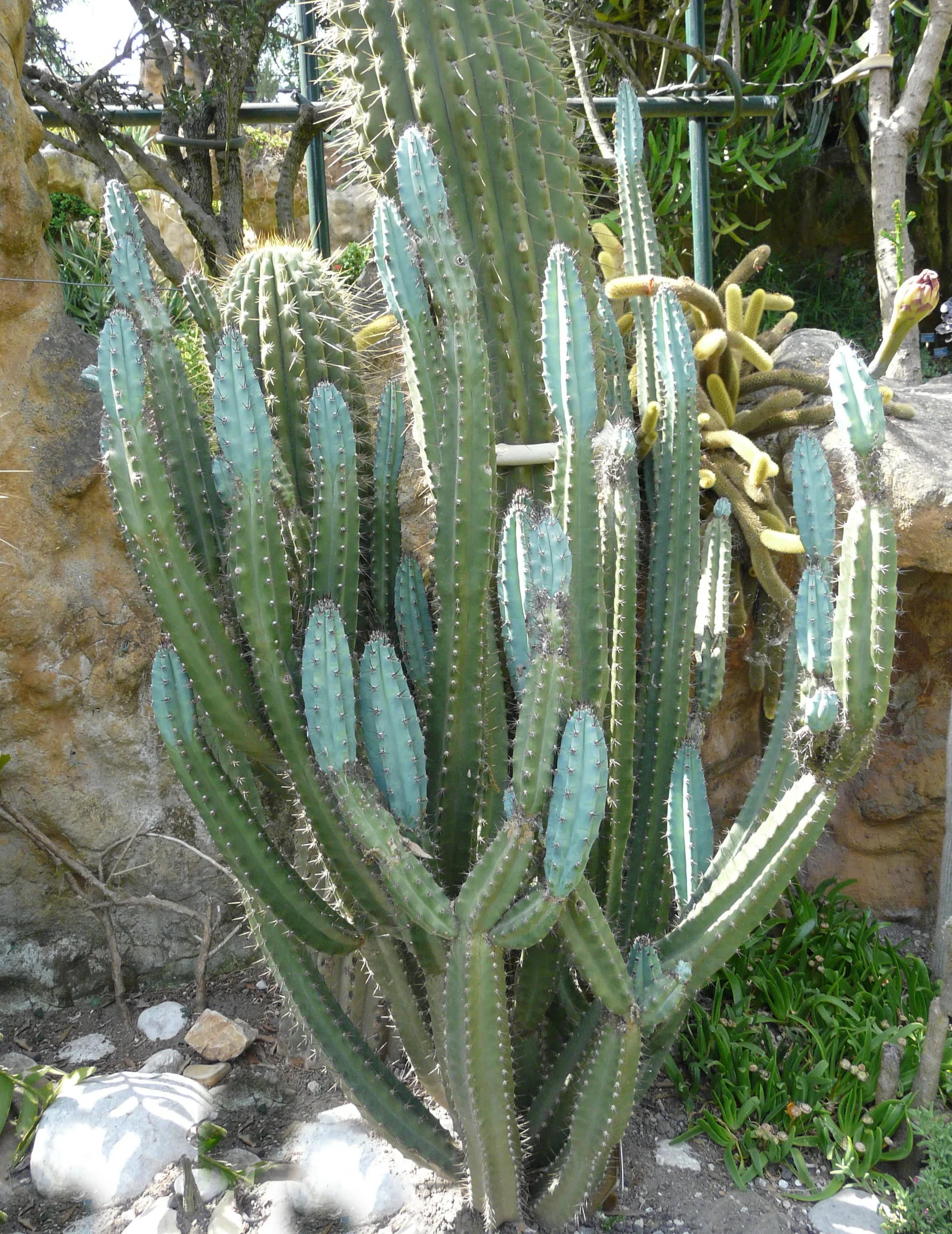 Parodia