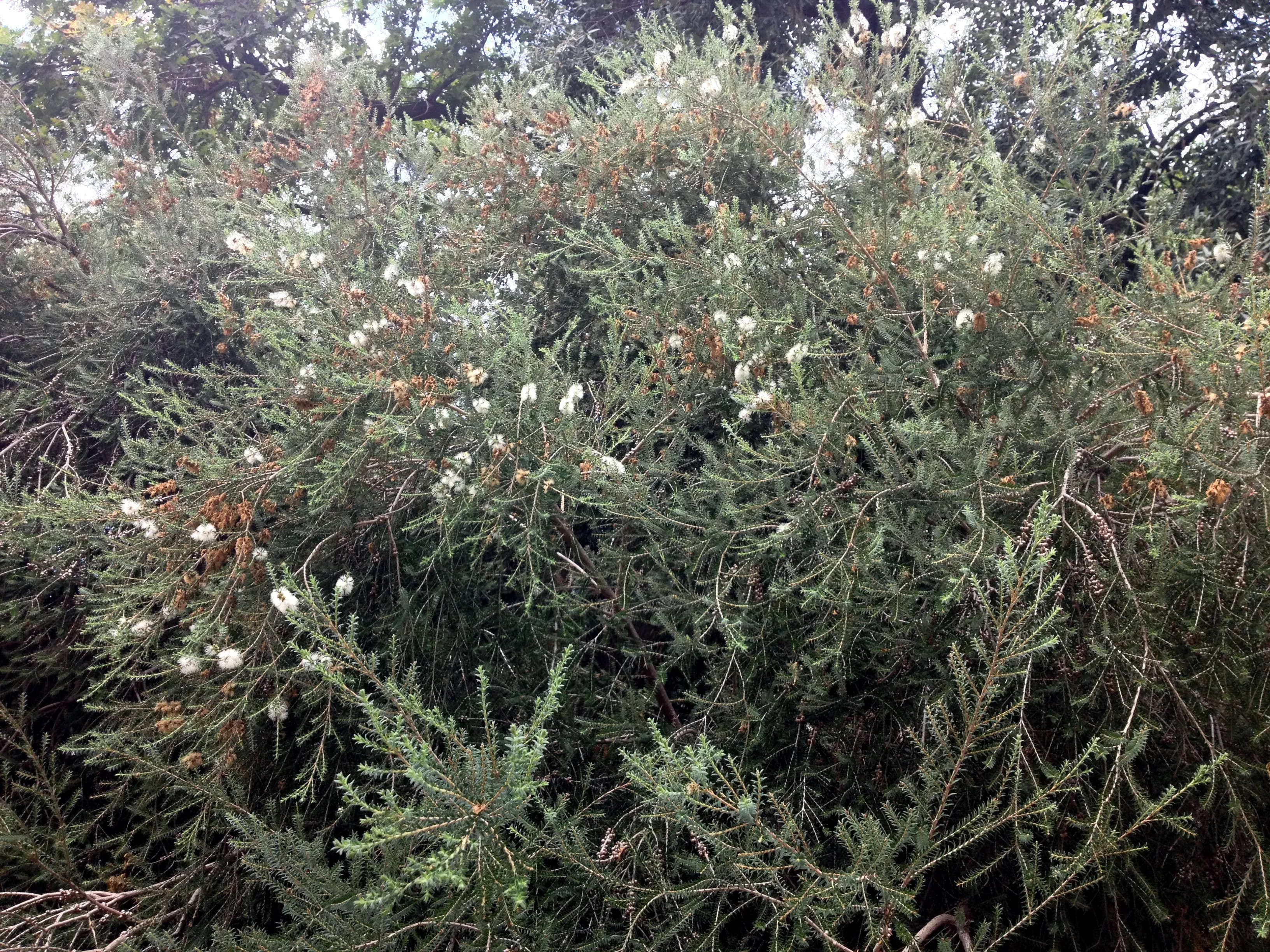 Melaleuca