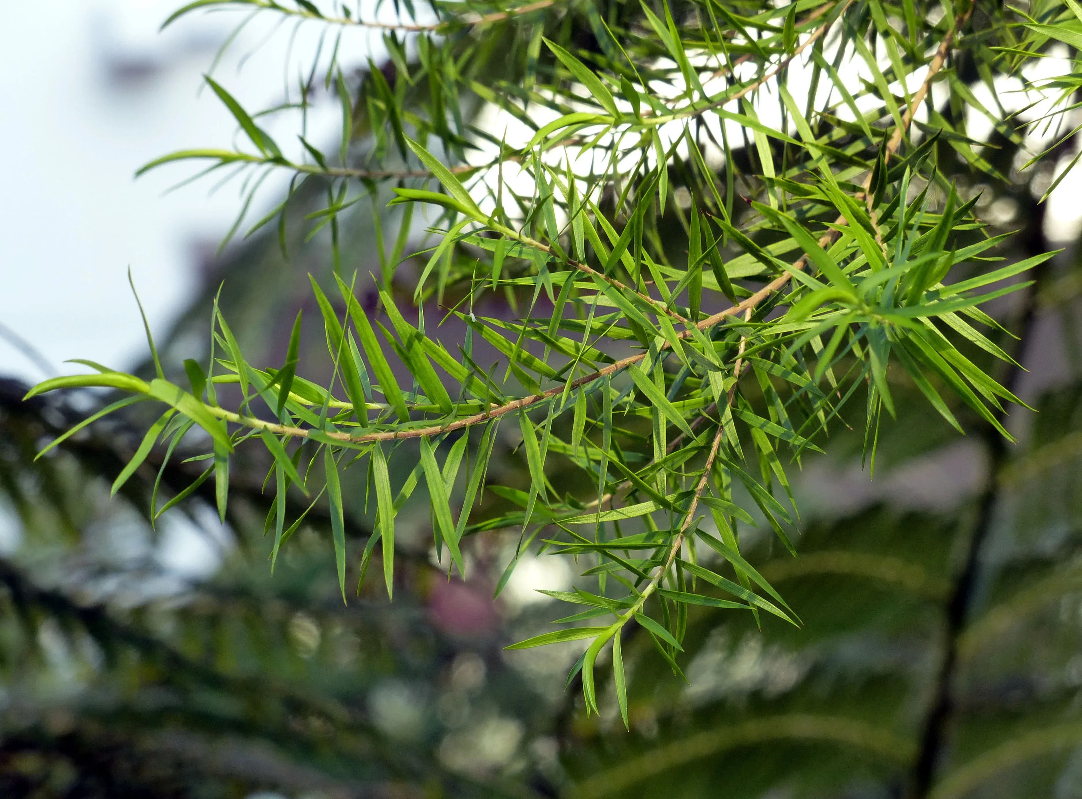 Melaleuca