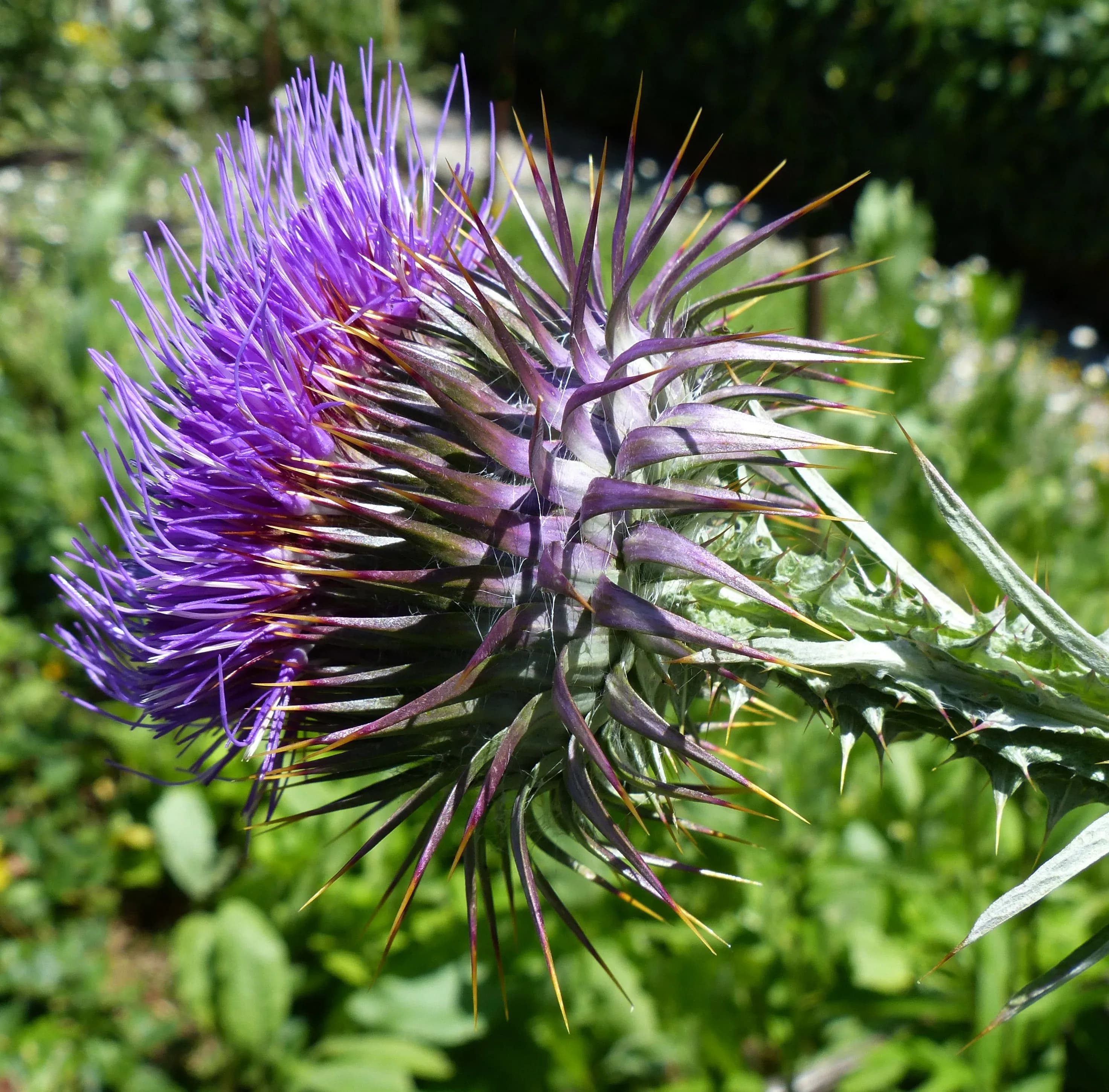 Cardo degli asini
