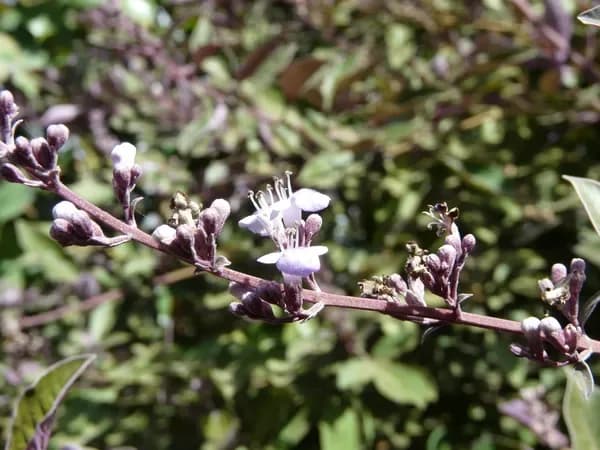 Vitex trifolia 'Purpurea'