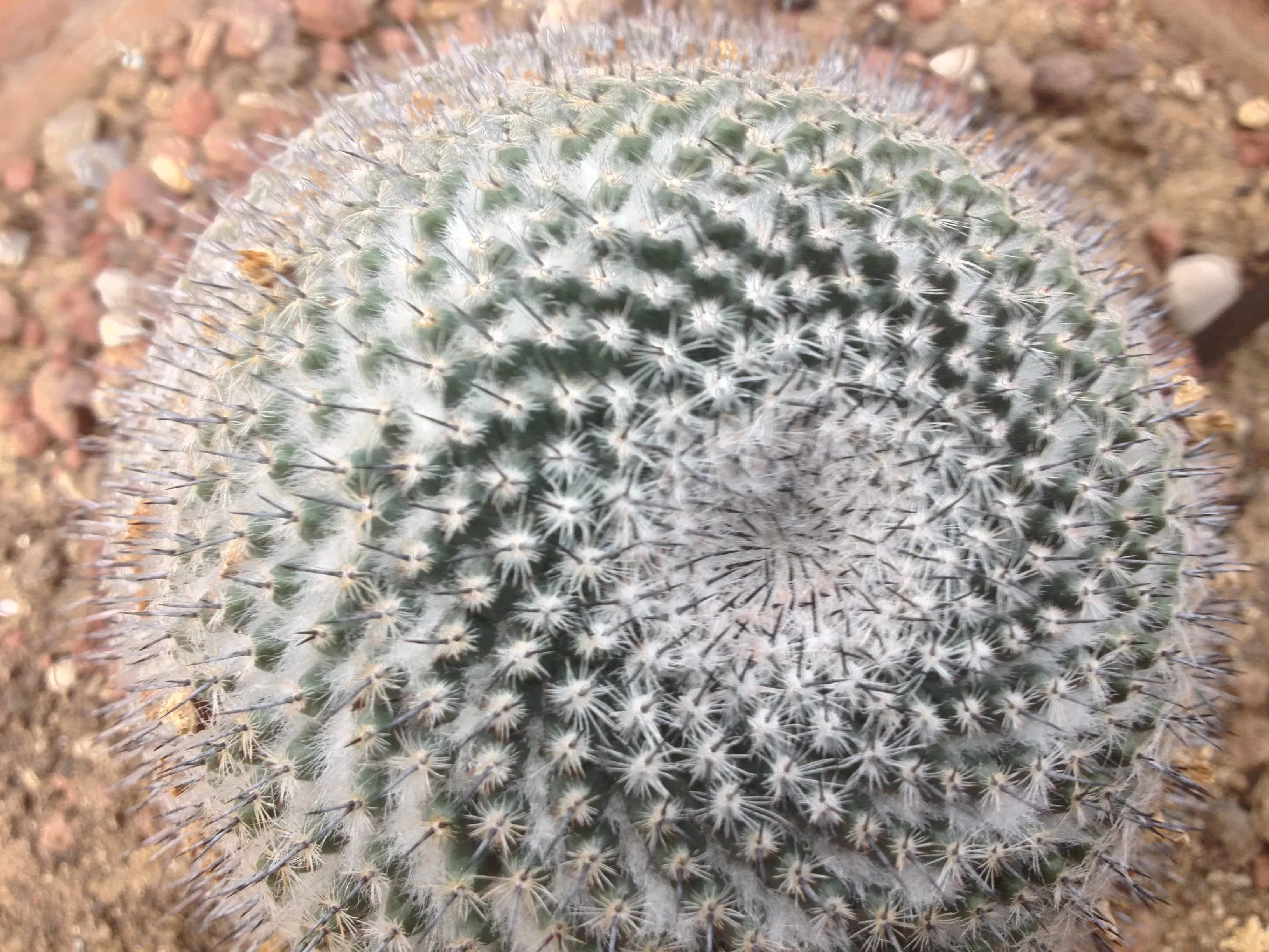 Mammillaria