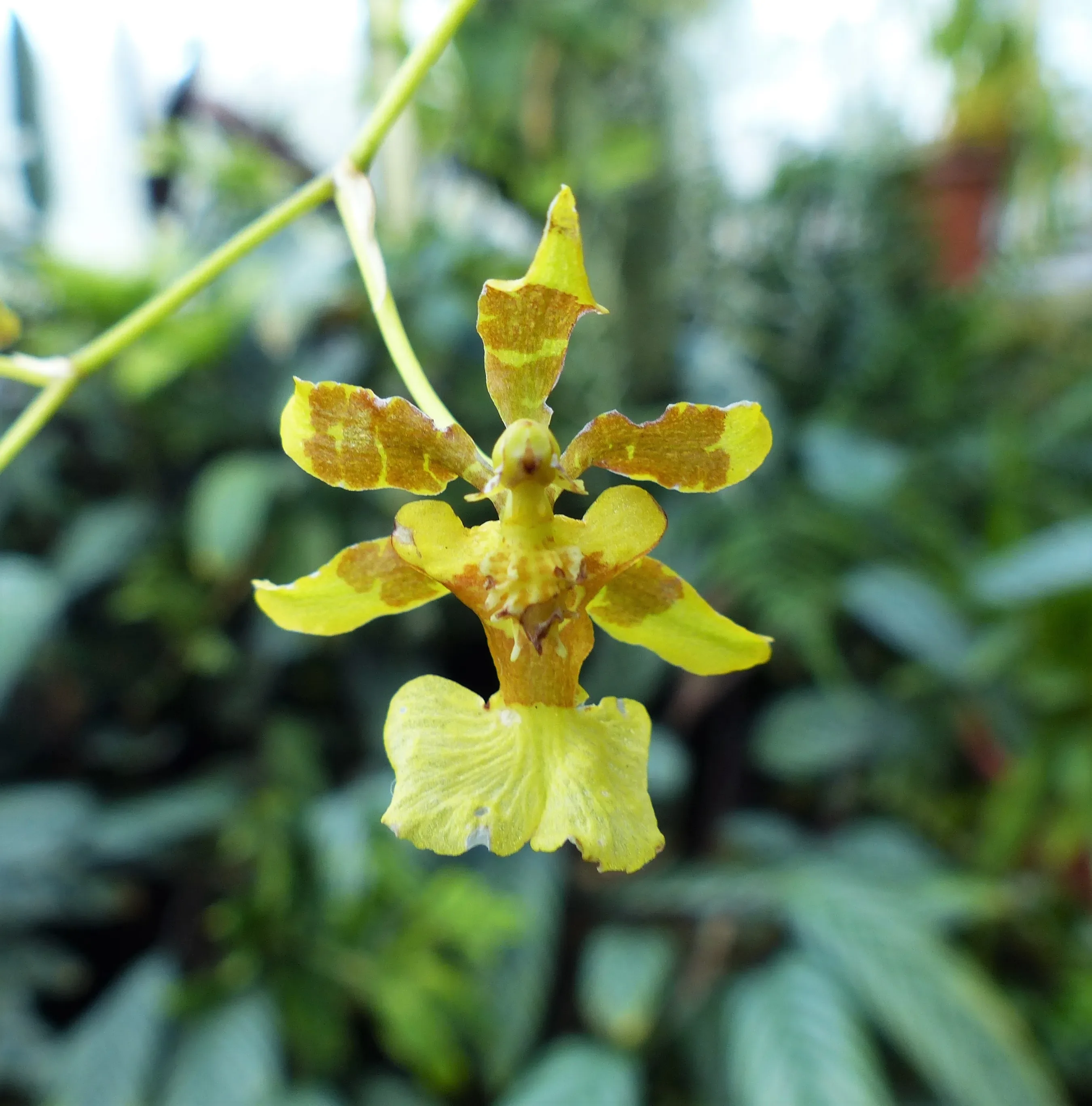 Oncidio (orchidea)