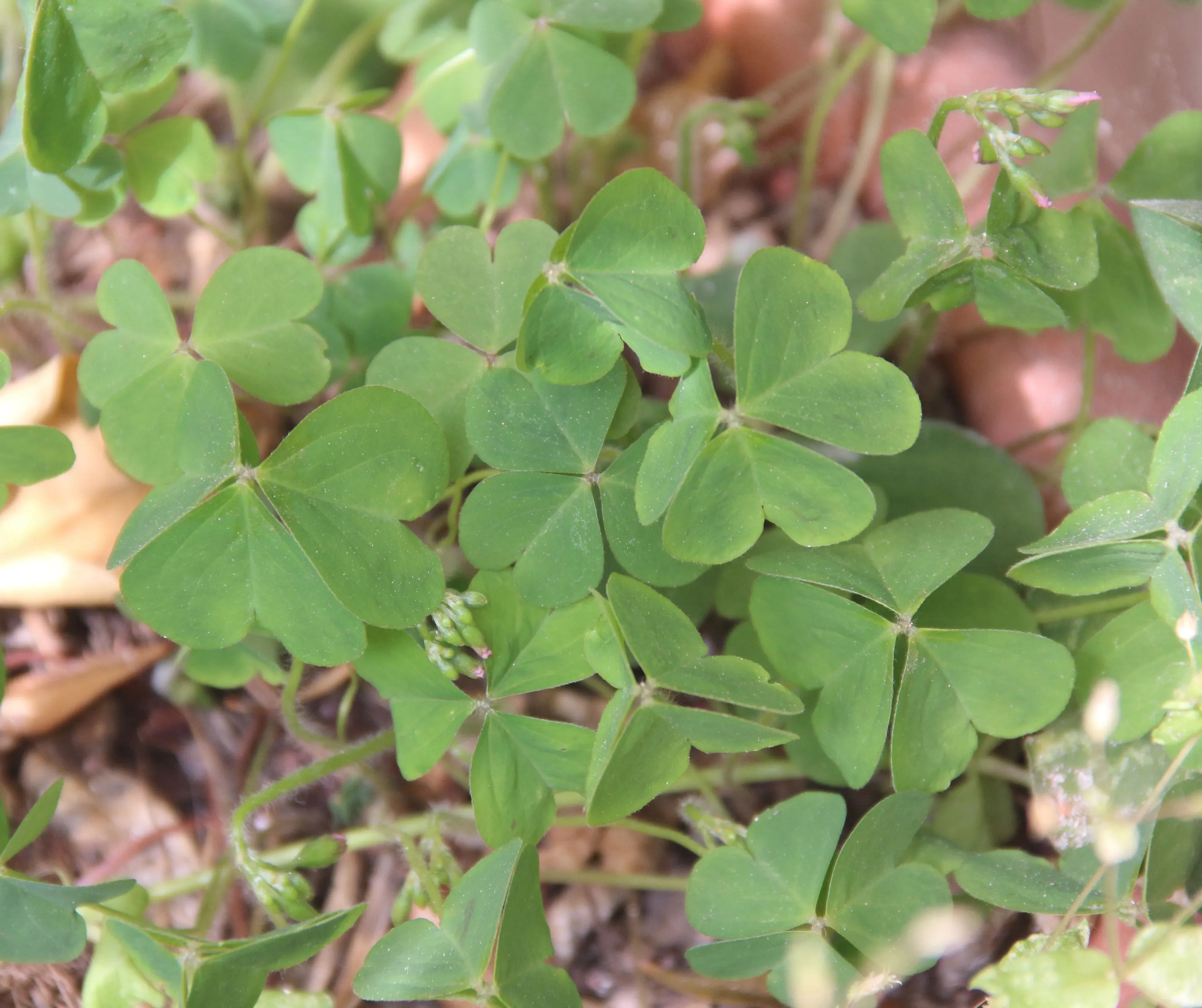 Oxalis