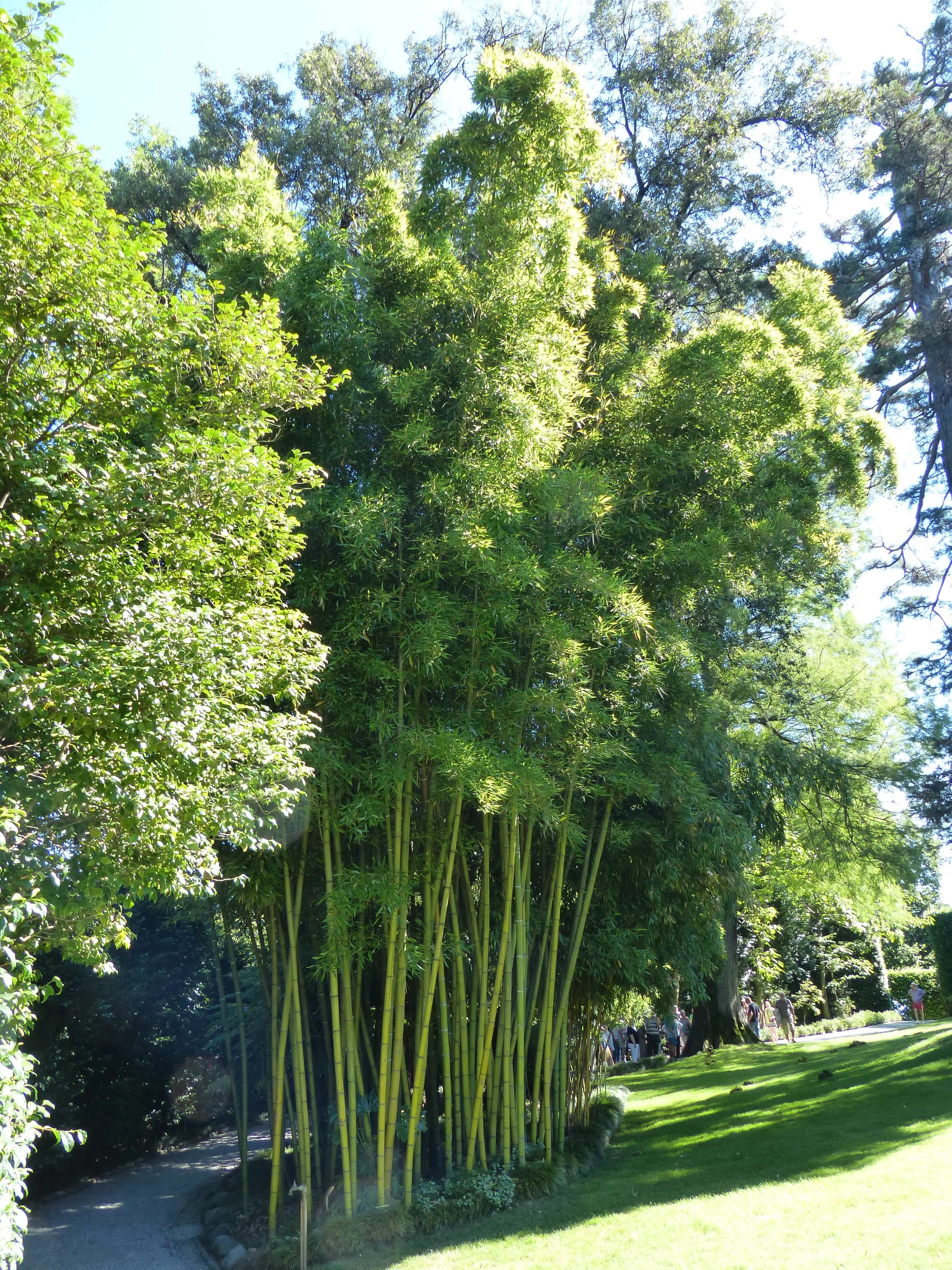 Bamboo Phyllostachys