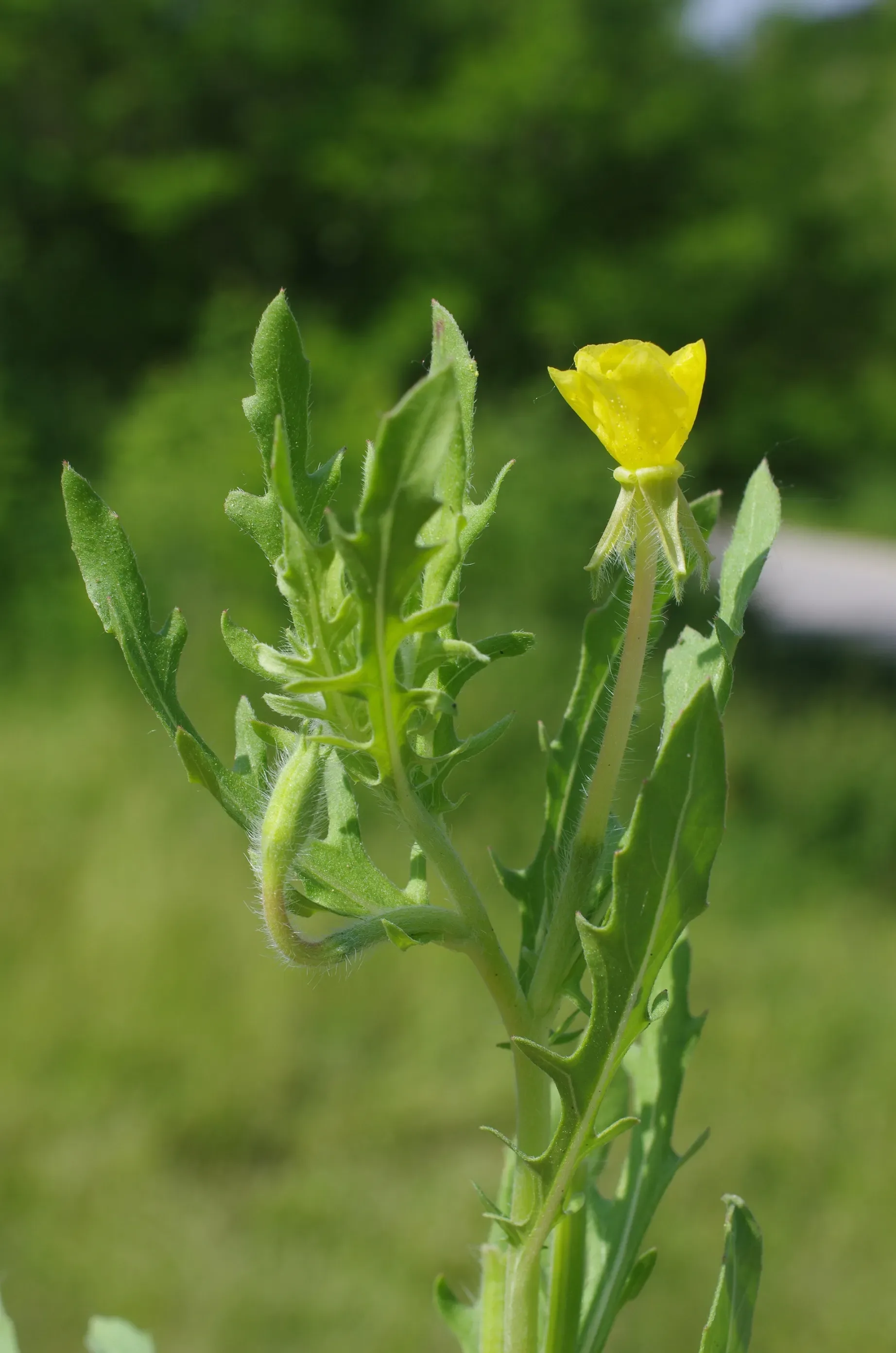 Enotera