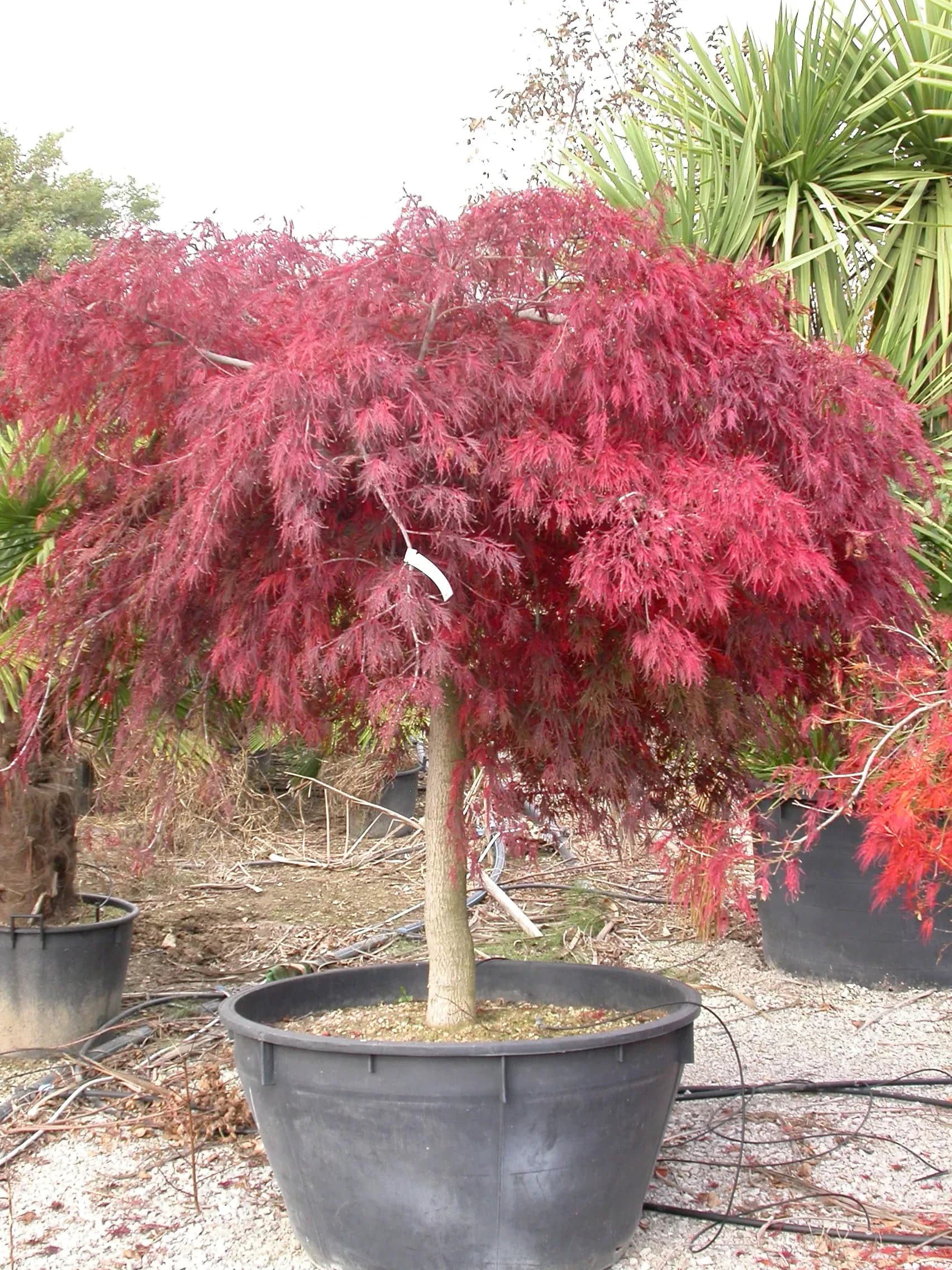 Acero Palmato 'Garnet' / Acero Palmato Granato