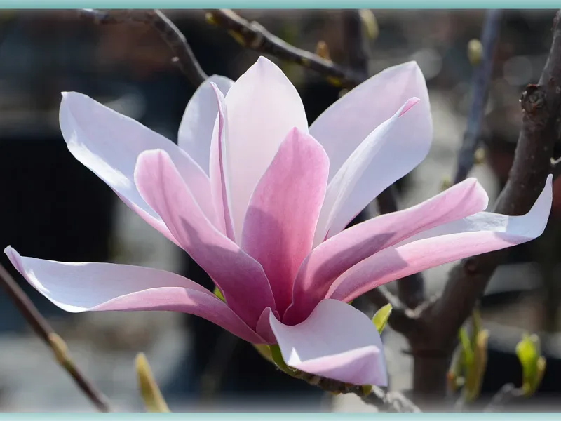 Magnolia