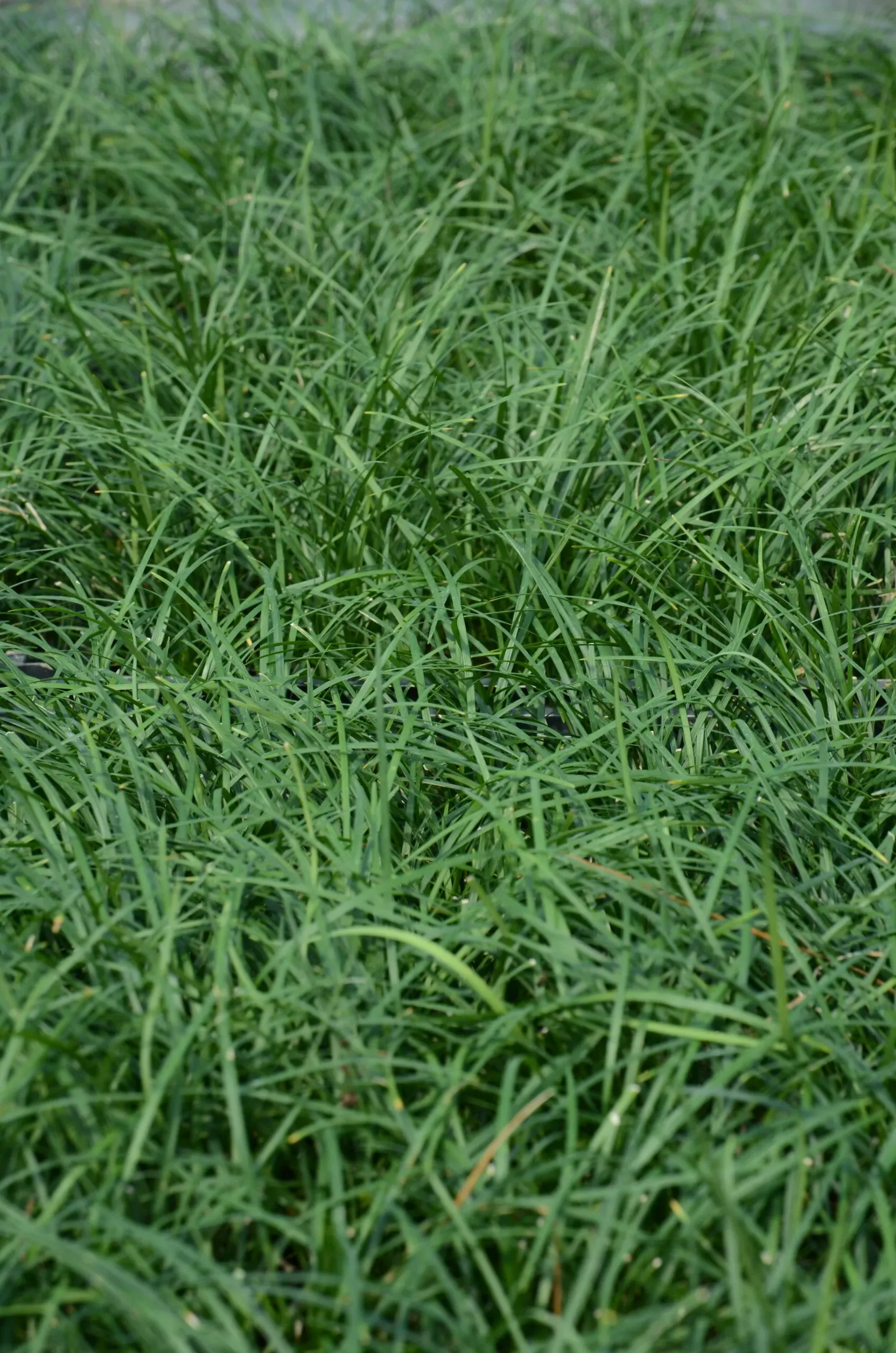 Erba mondo