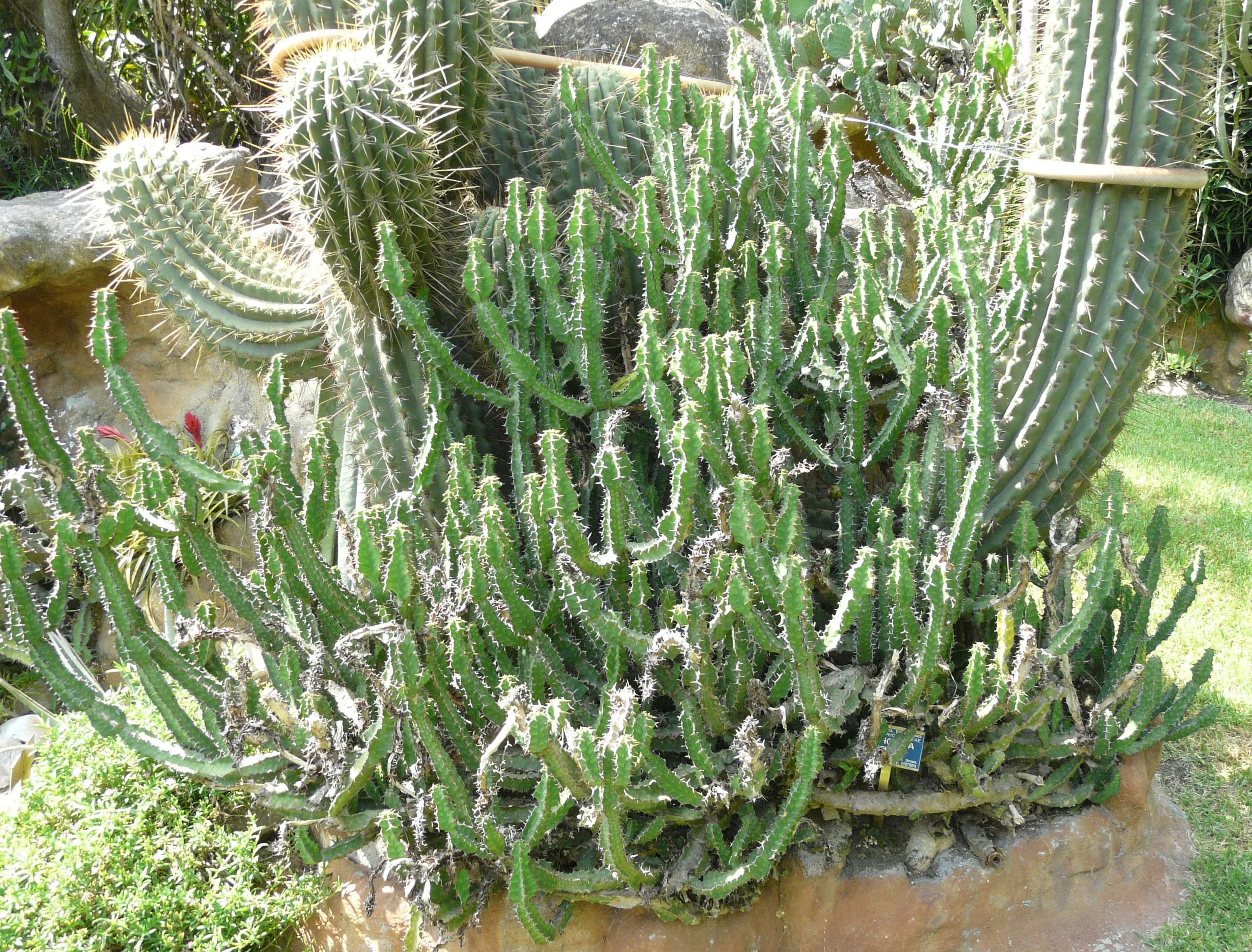 Opunzia