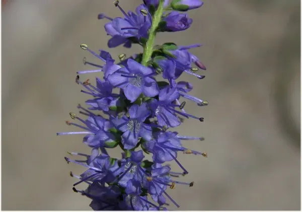 Veronica porphyriana