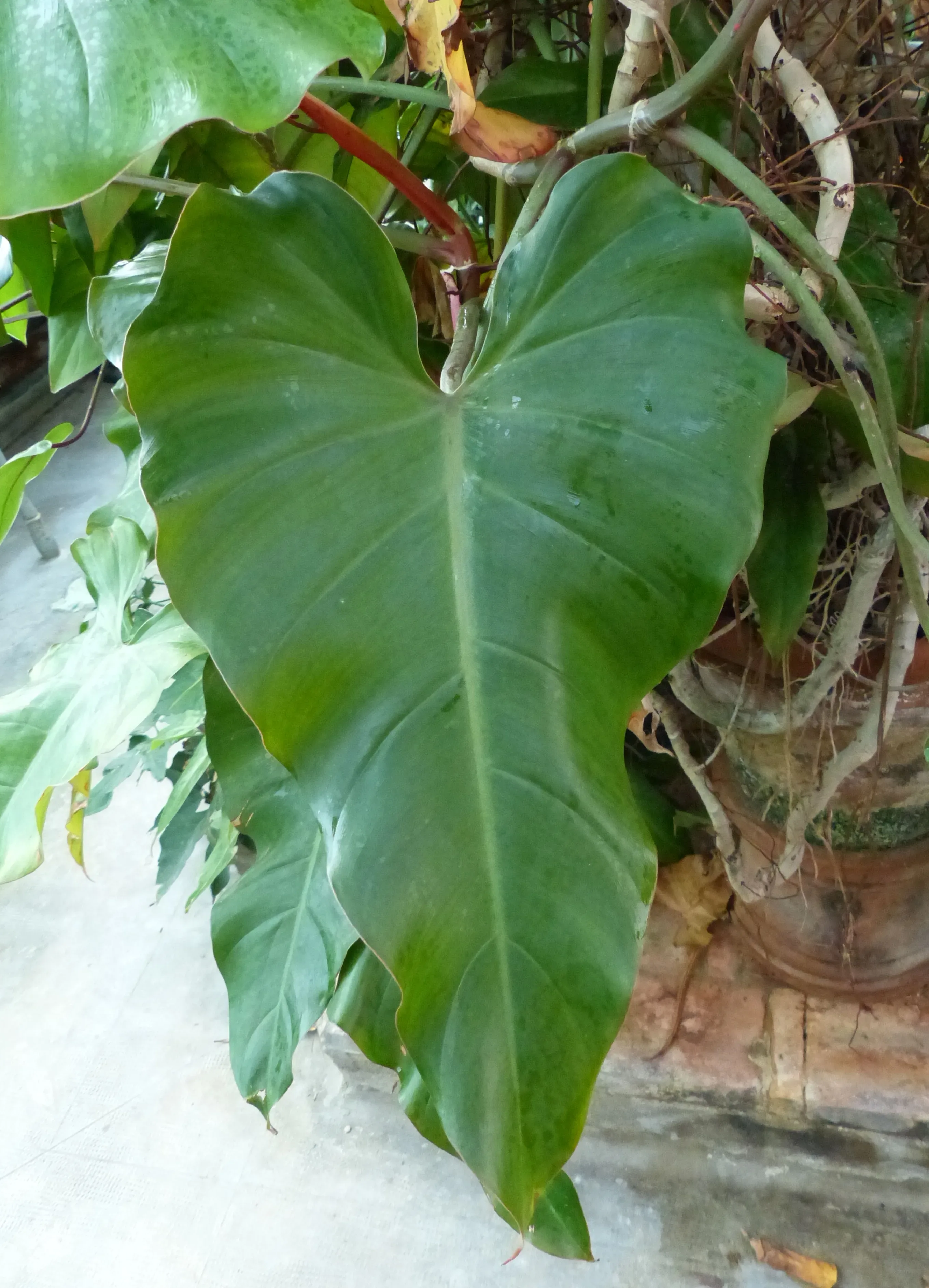 Filodendro
