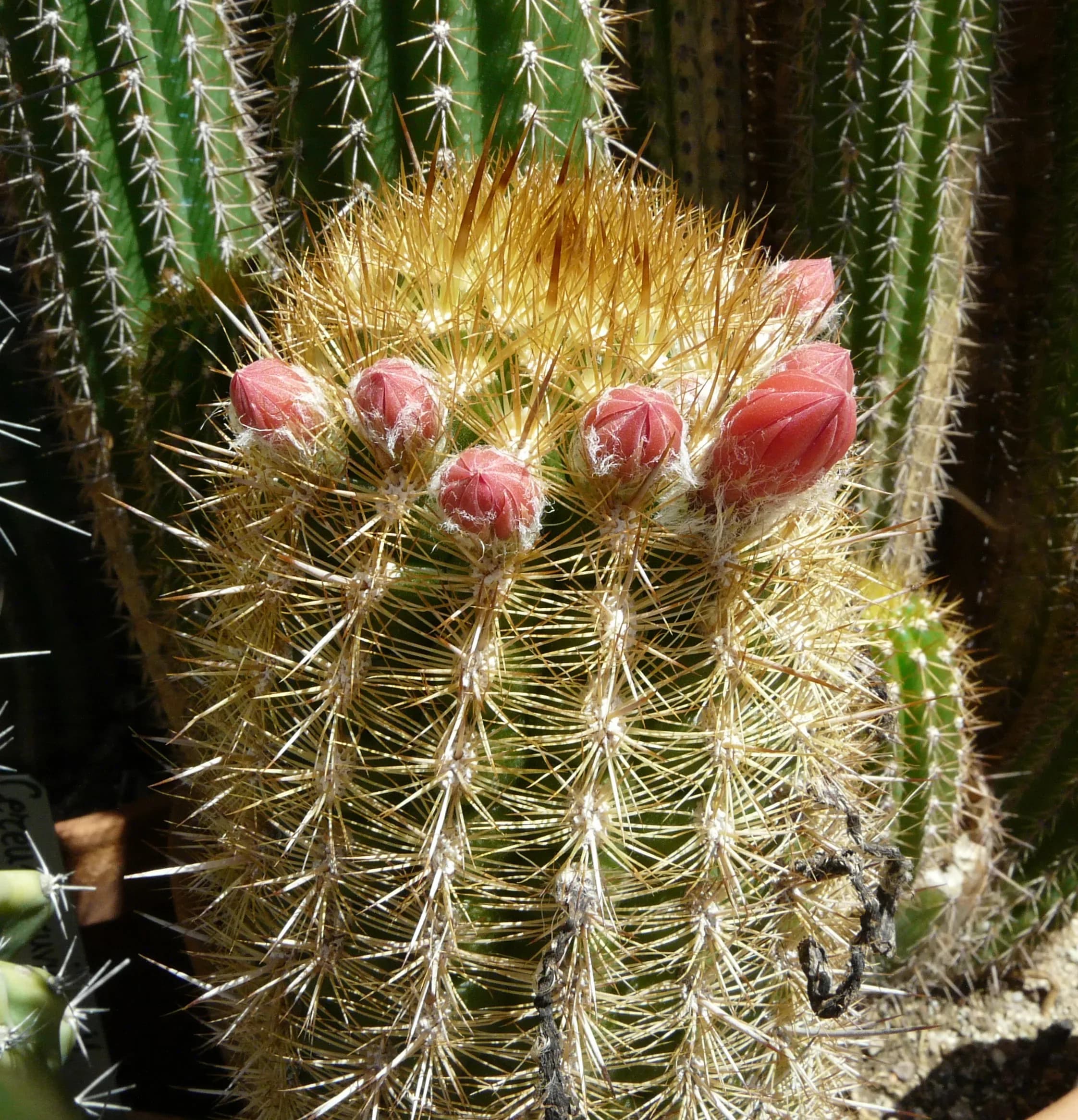 Cereo lanoso
