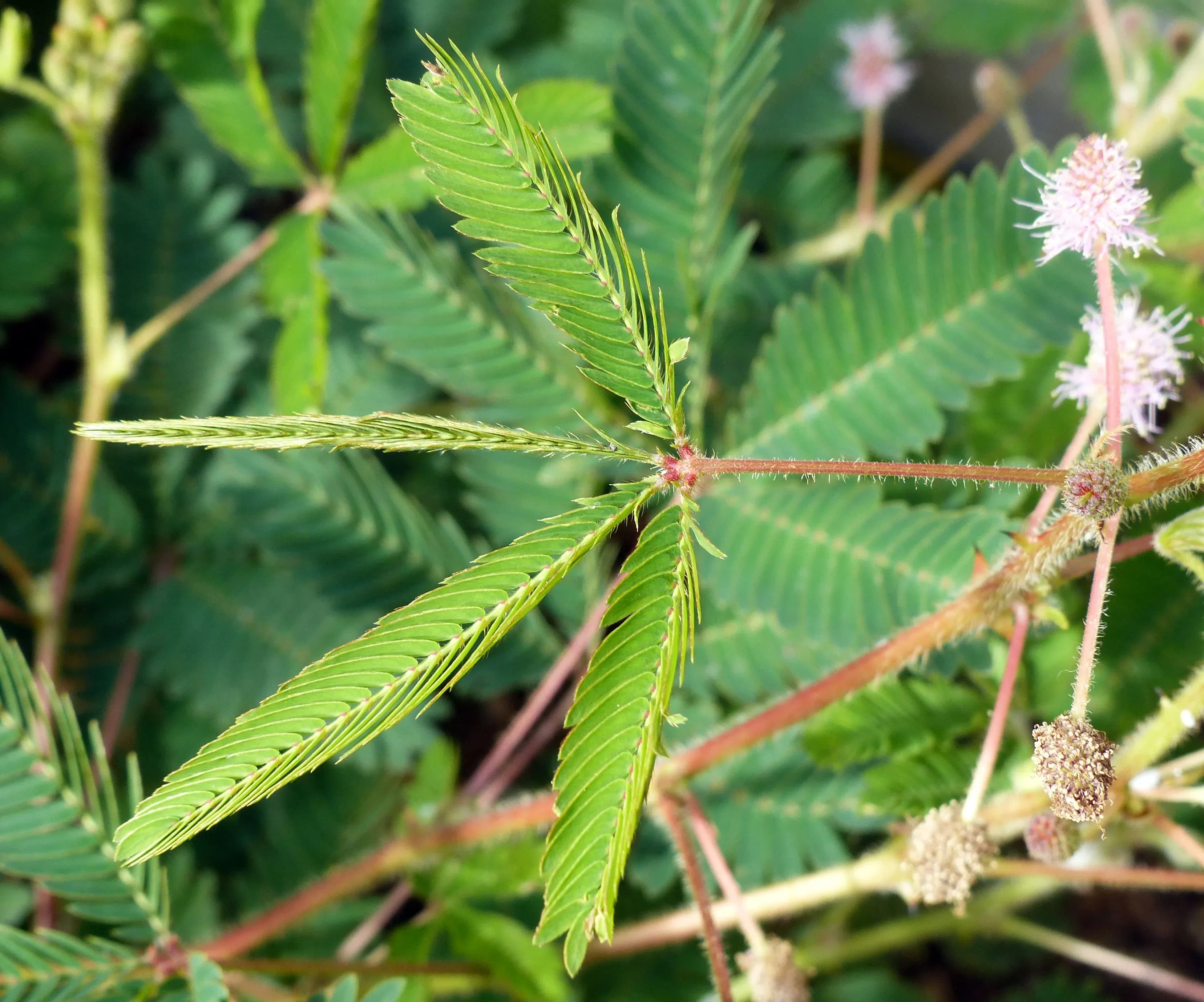 Mimosa sensitiva