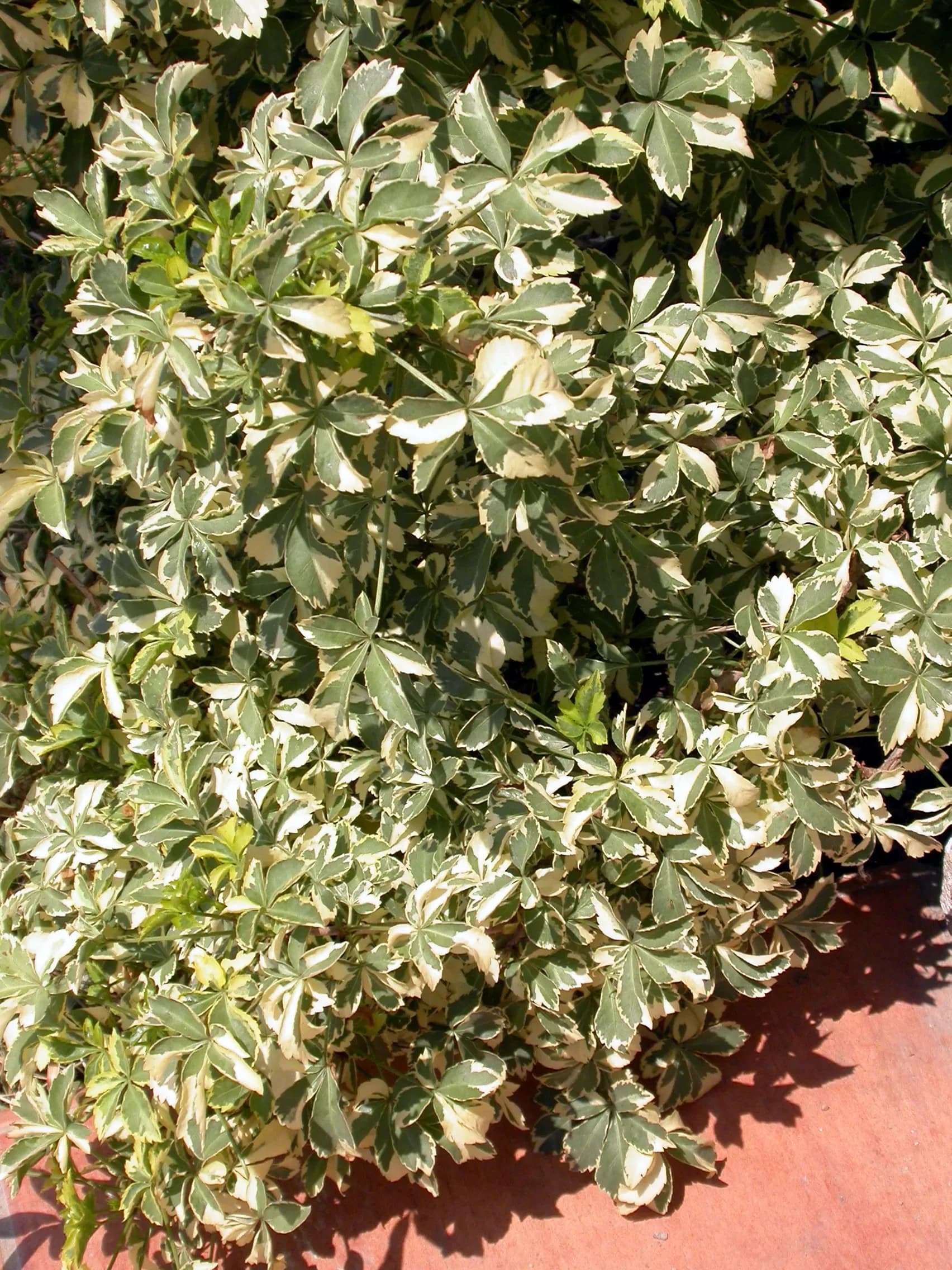 Aralia variegata / eleutherococcus sieboldianus variegata