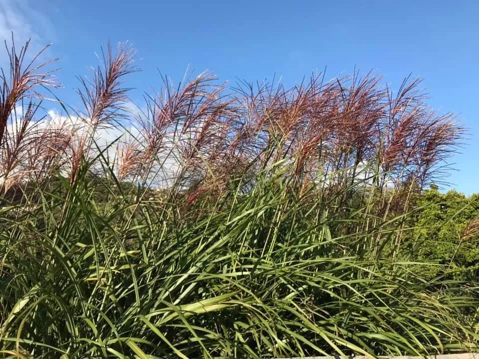 Miscanthus