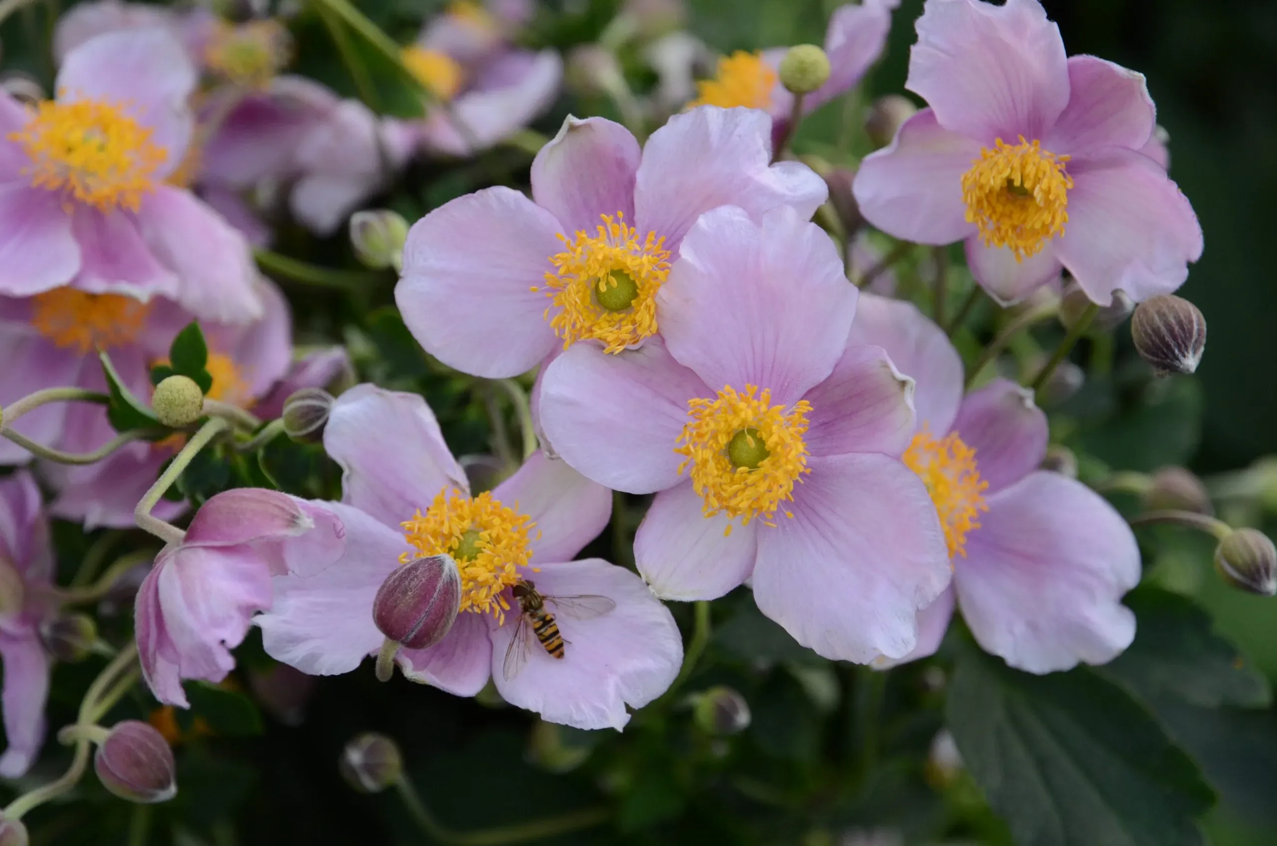 Anemone giapponese 'Praecox’