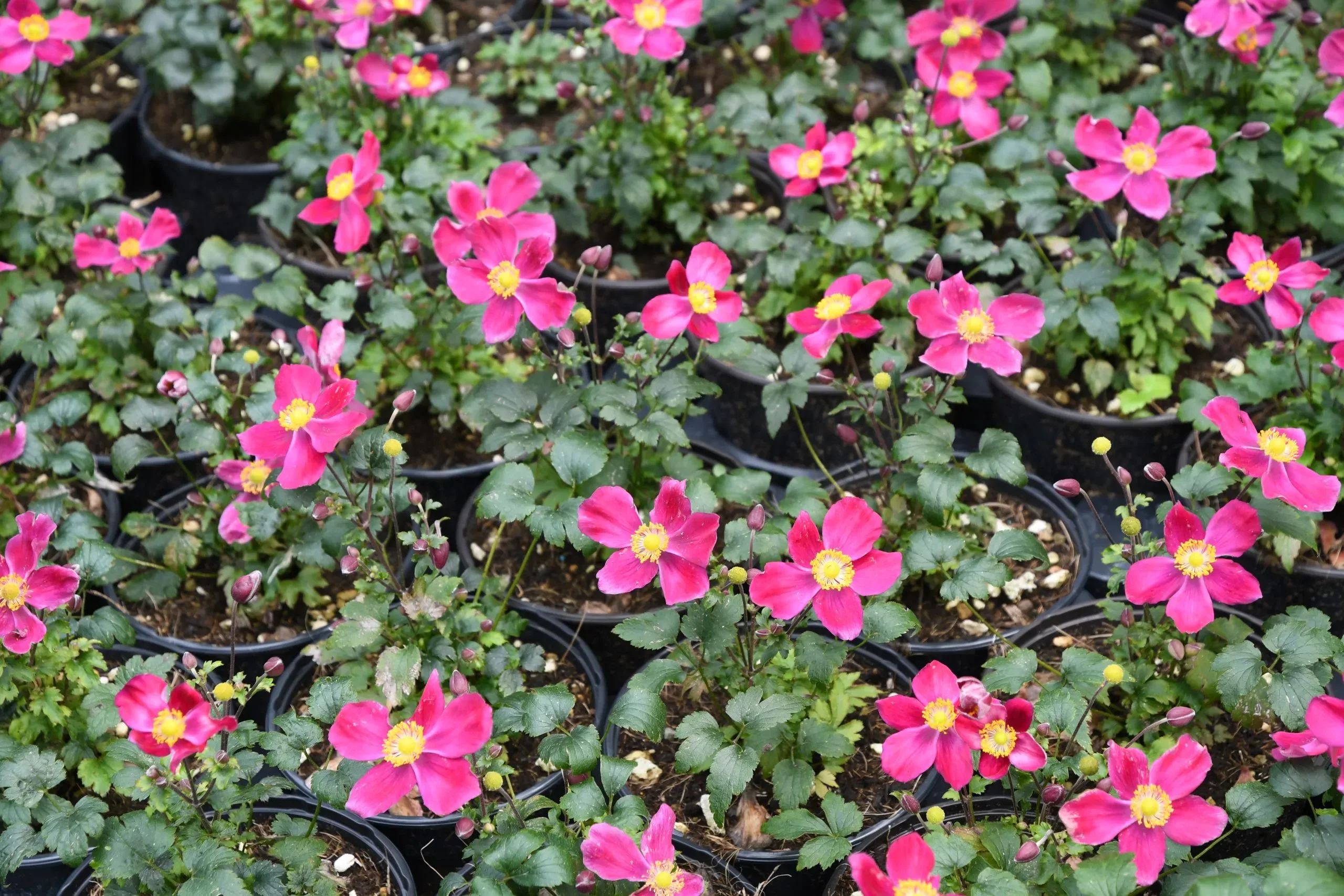 Anemone ‘Fantasy Red Riding Hood’