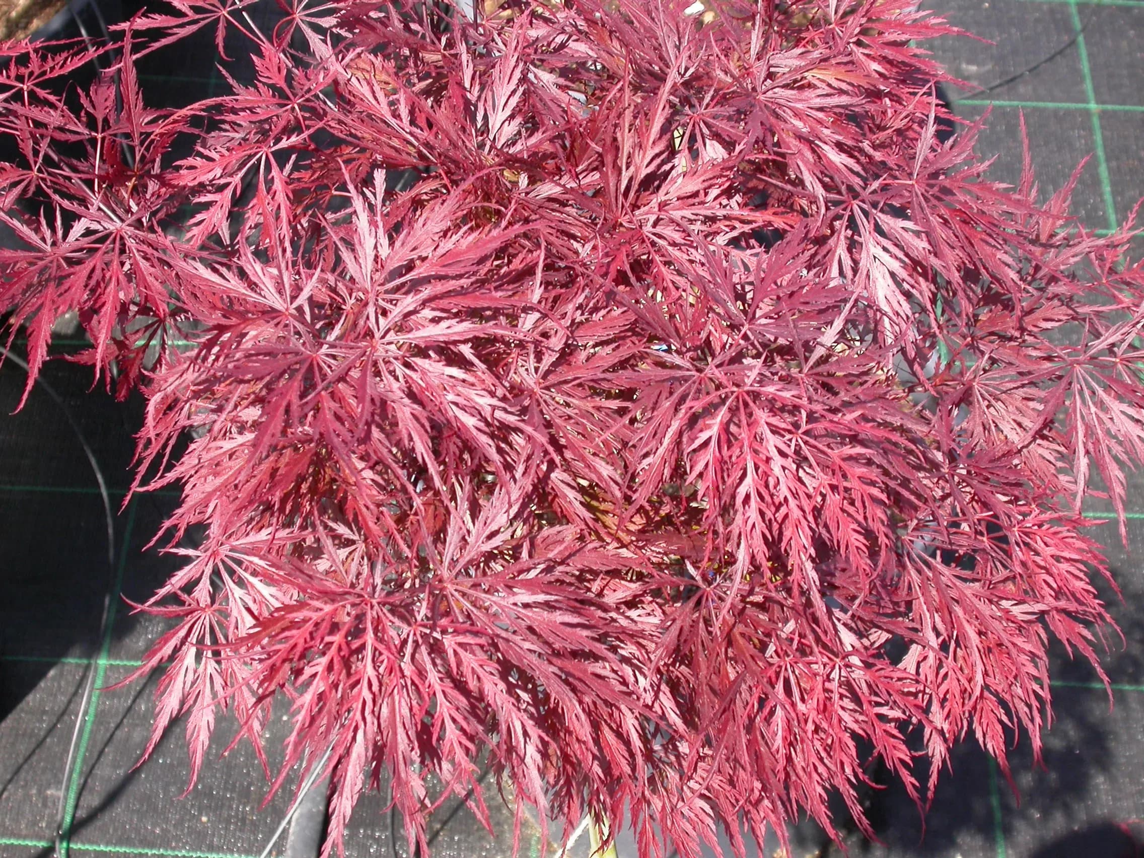 Acero Palmato 'Stella Rossa'