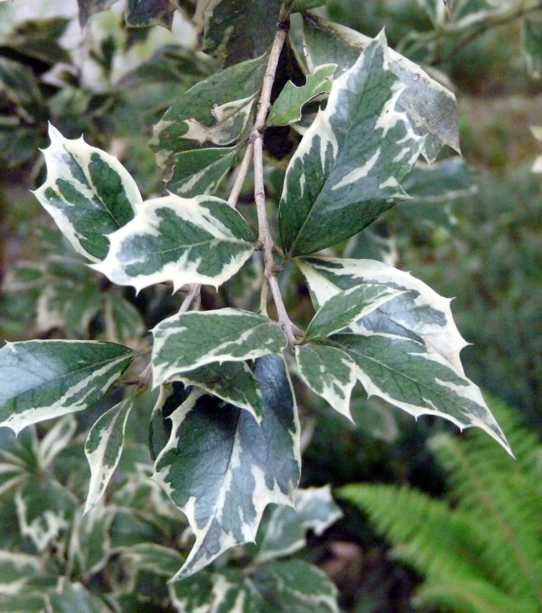 Osmanthus