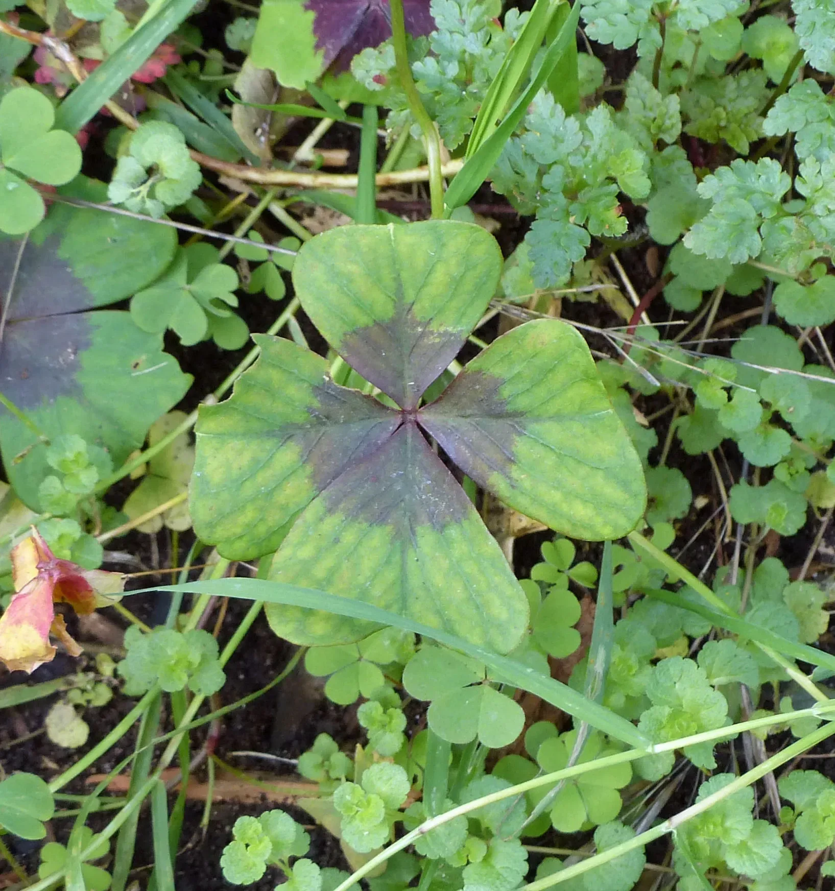 Oxalis