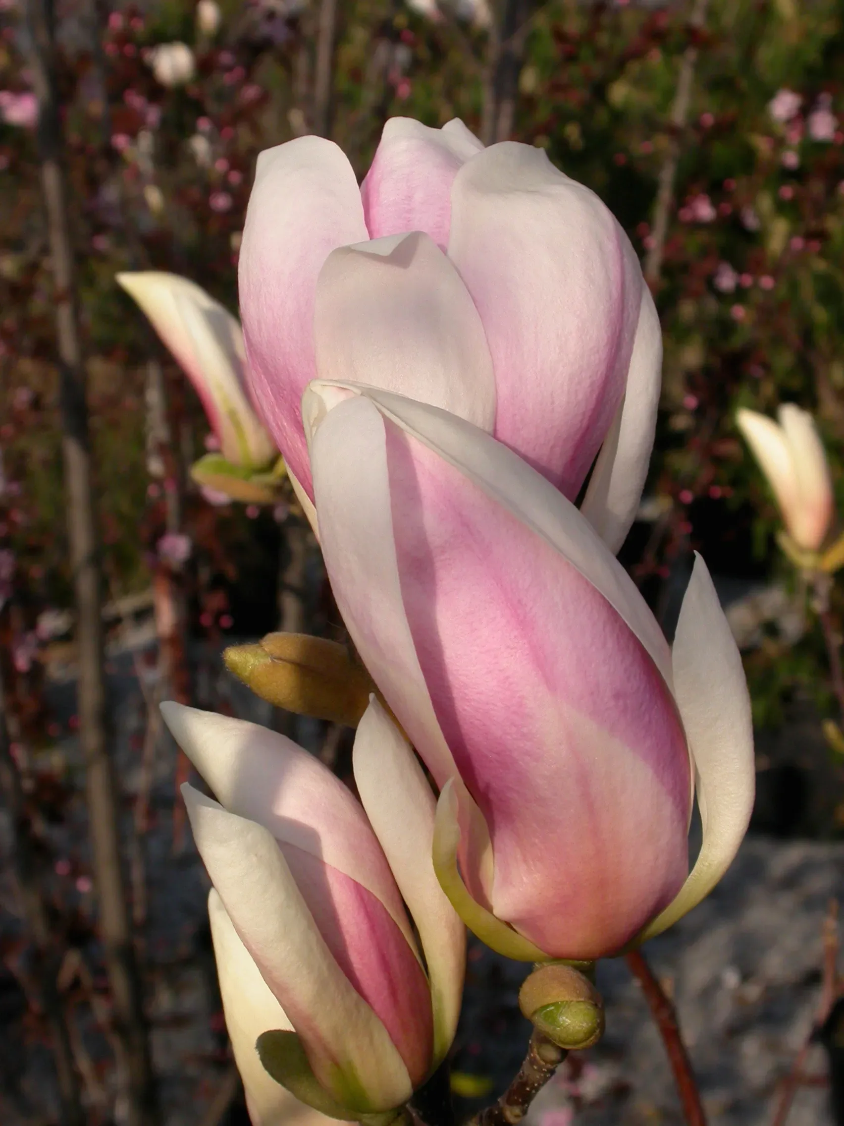 Magnolia