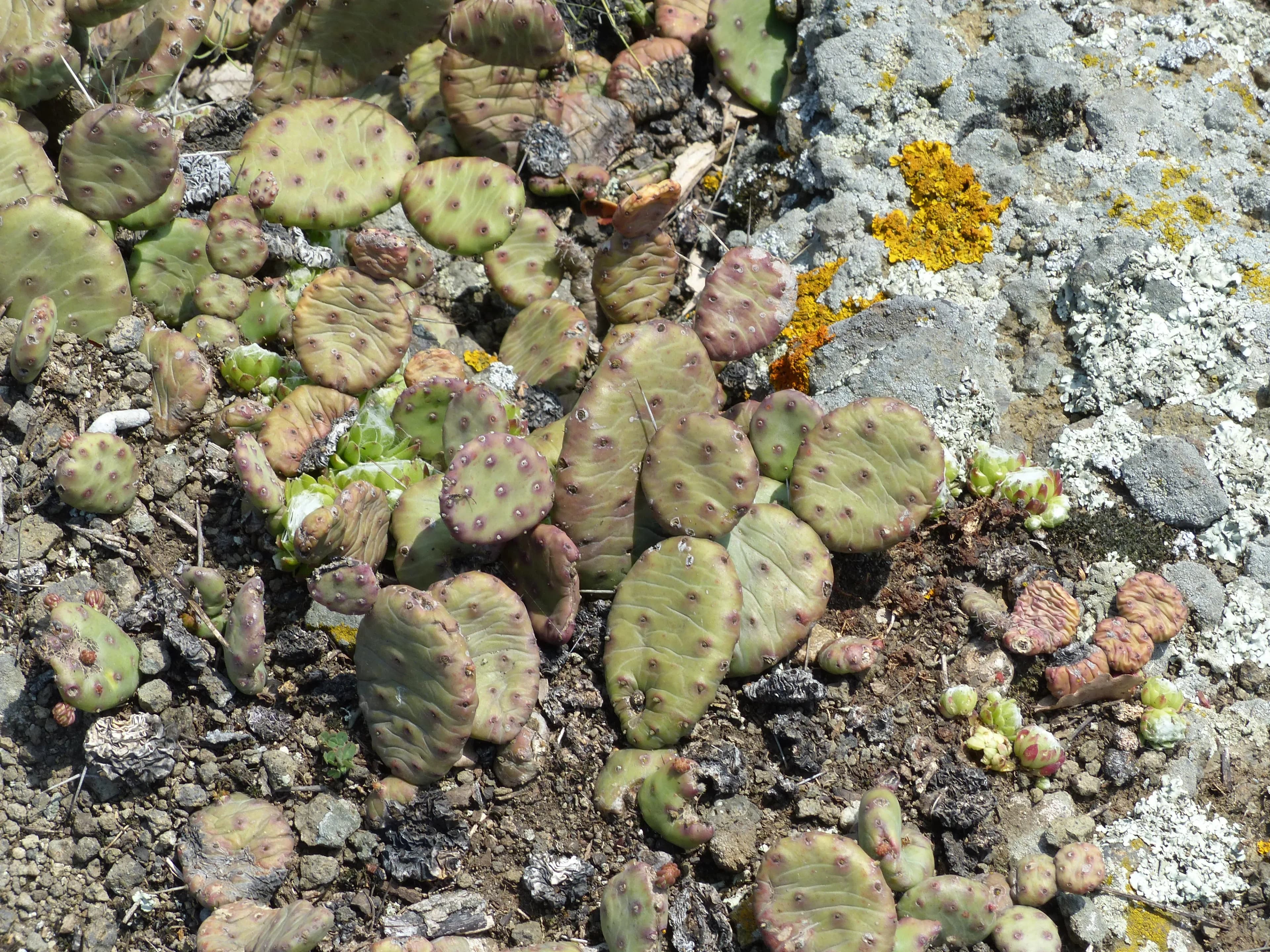 Fico d'India nano, Opunzia prostrata