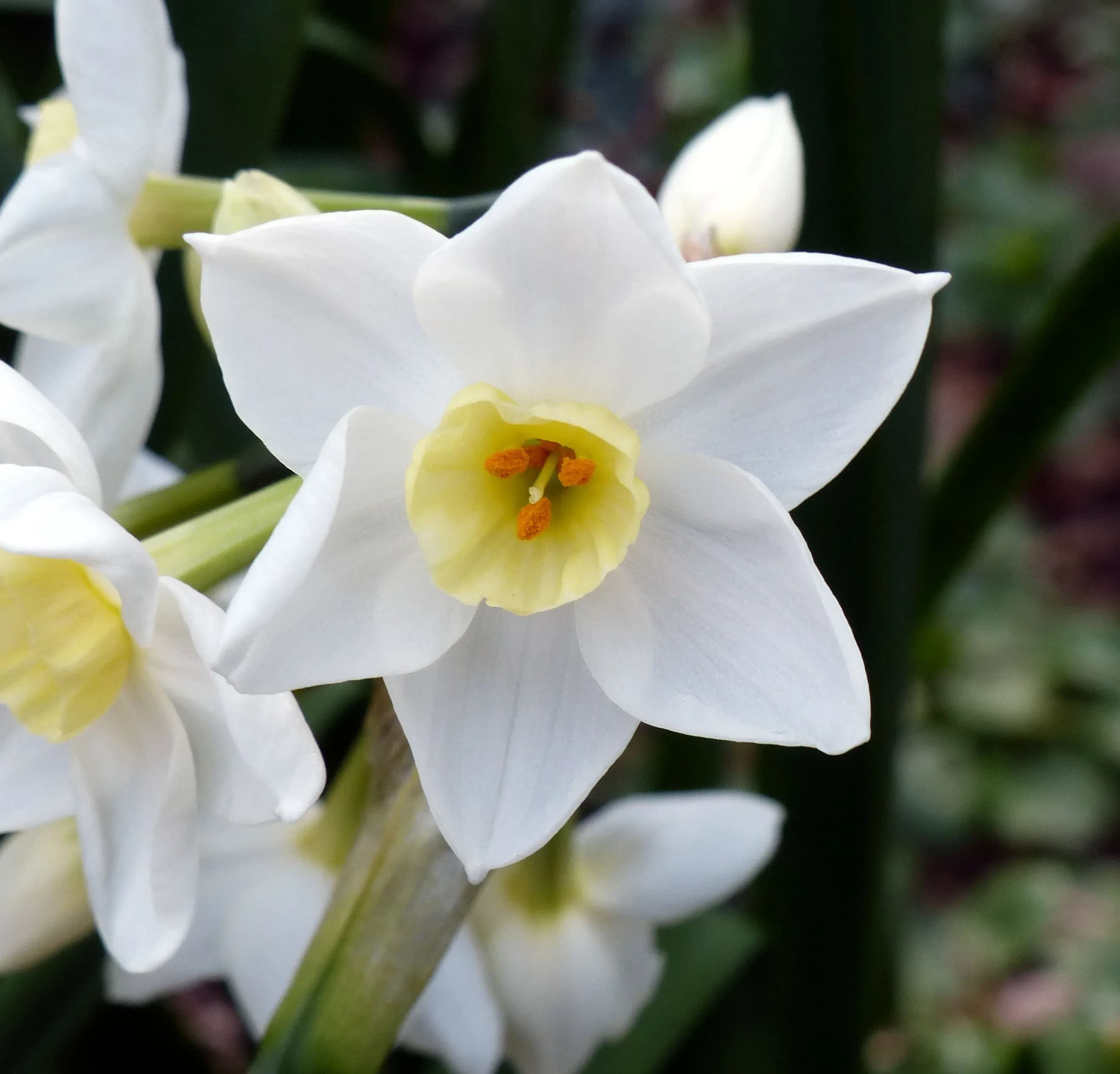 Narciso