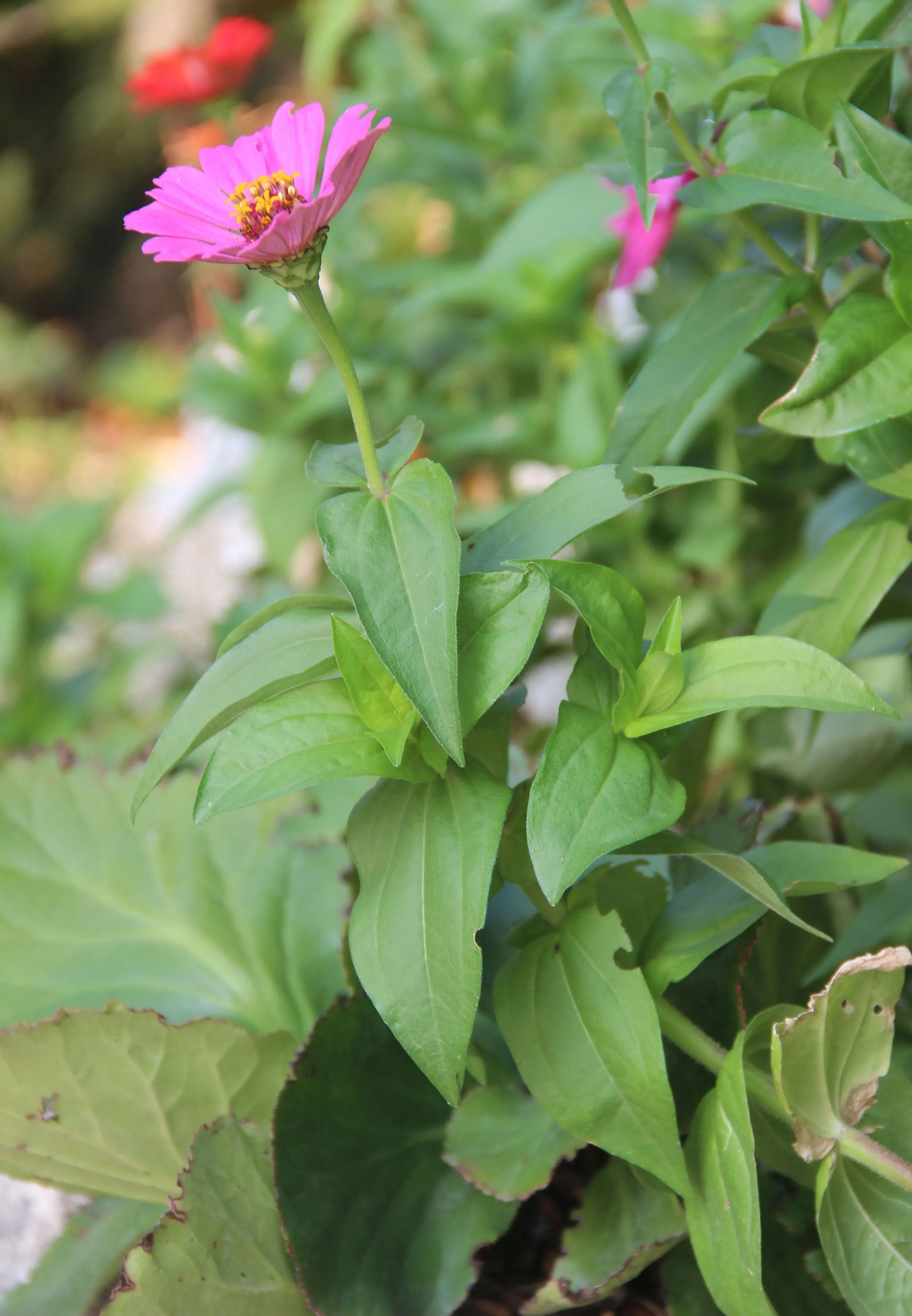 Zinnia elegante