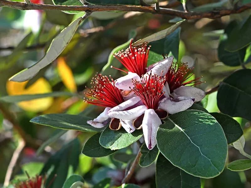 Feijoa sellowiana / guayabo del brasile