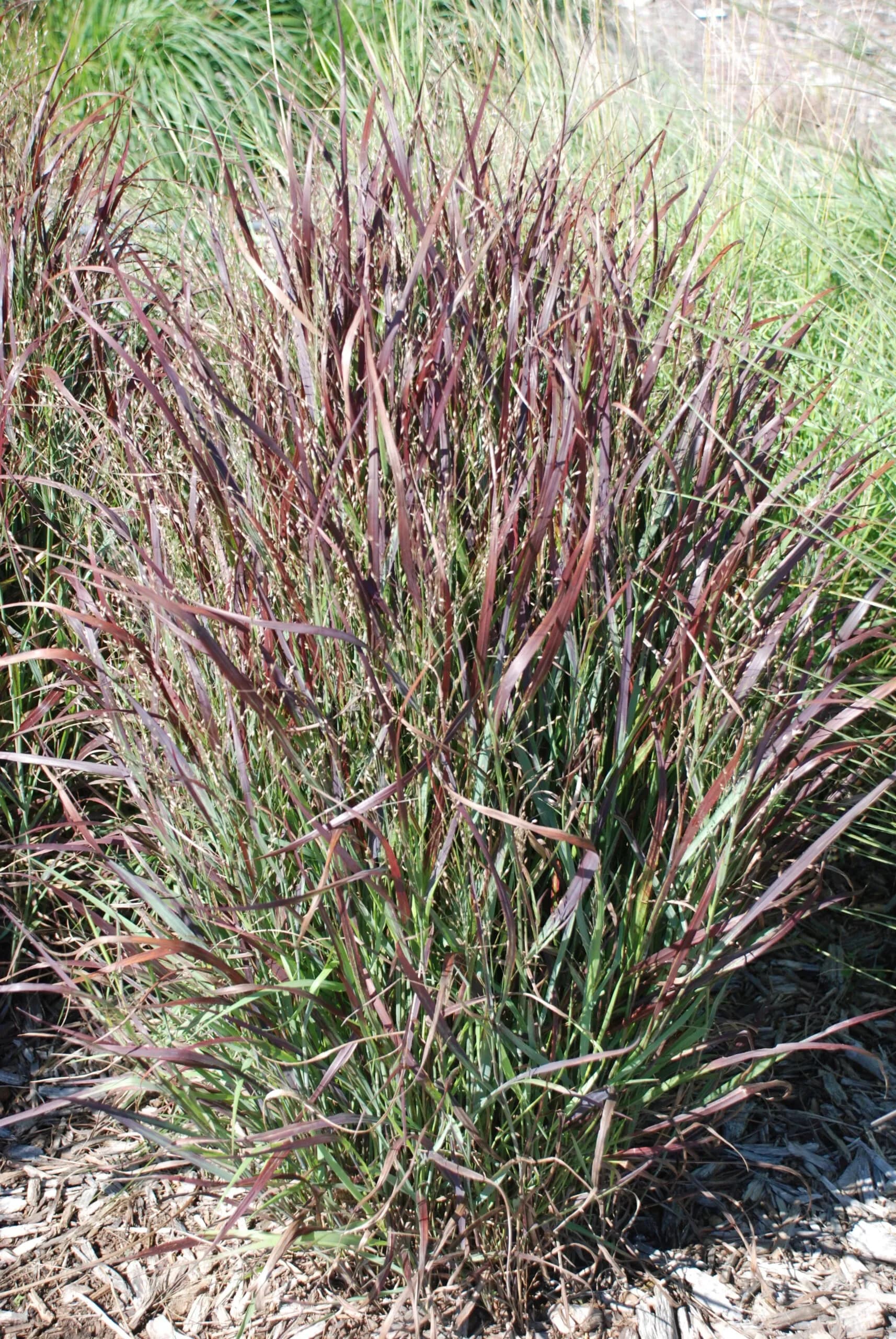 Panicum