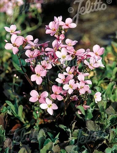 Arabis di Arends