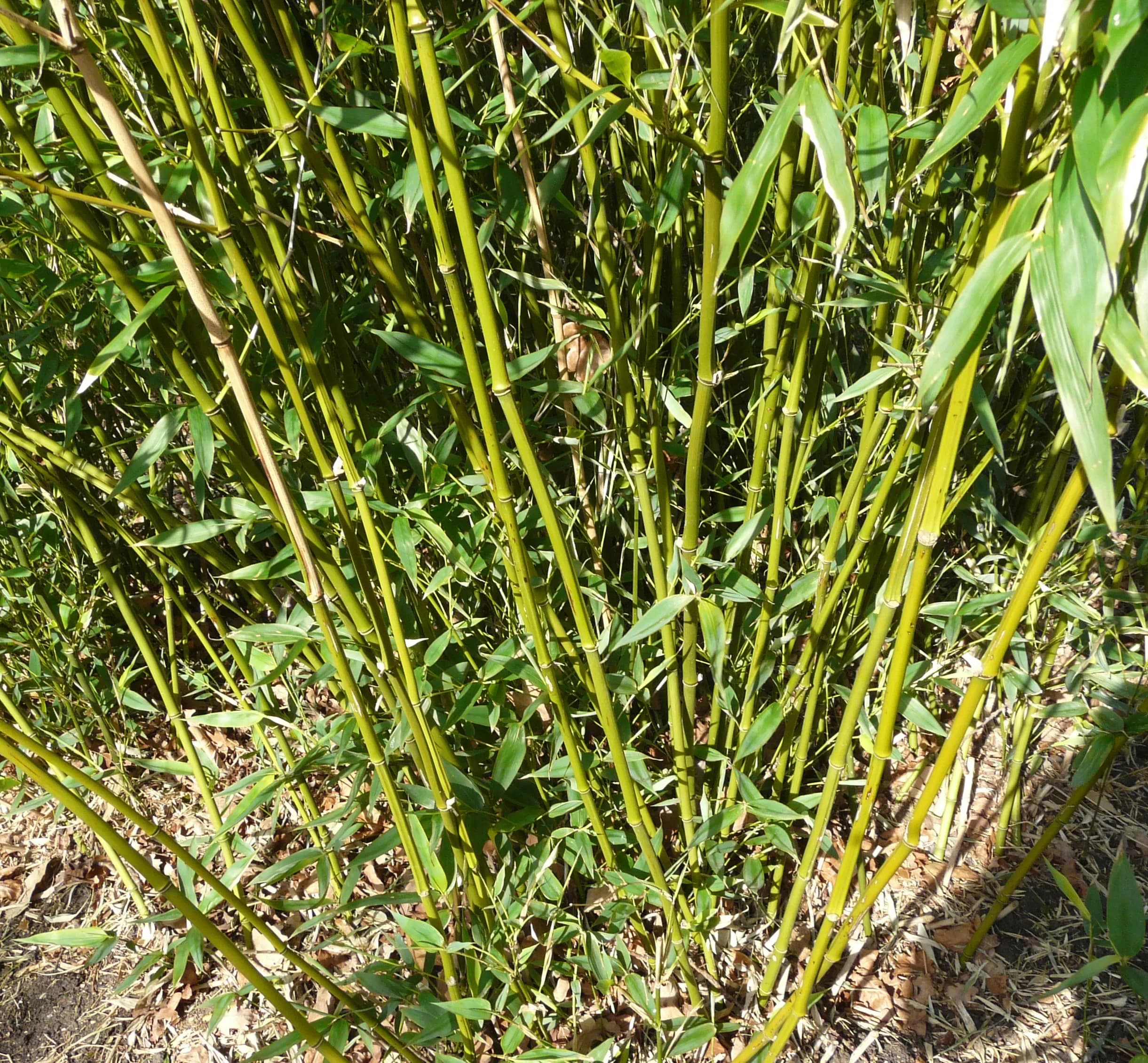 Bamboo Phyllostachys