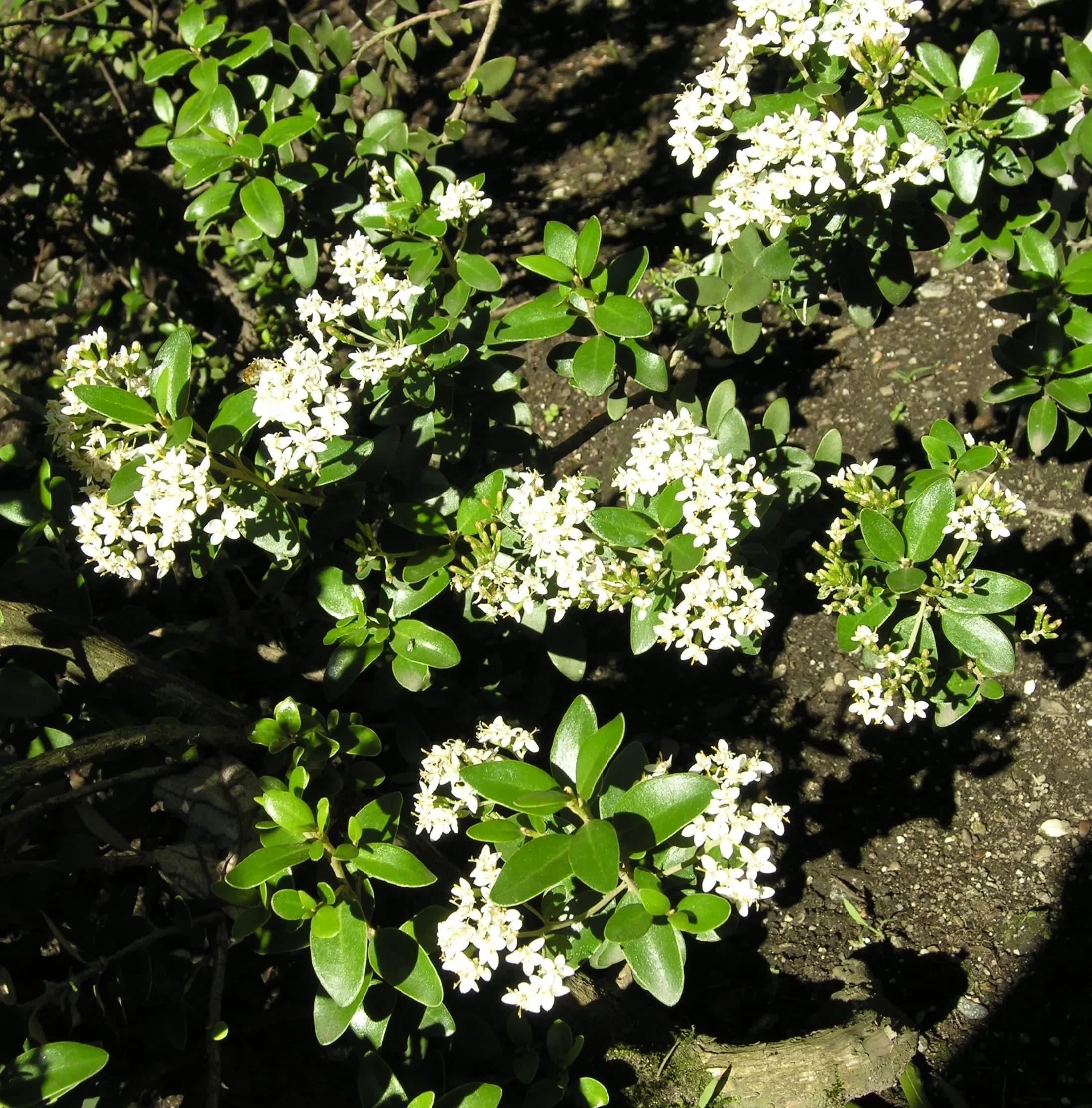 Olearia