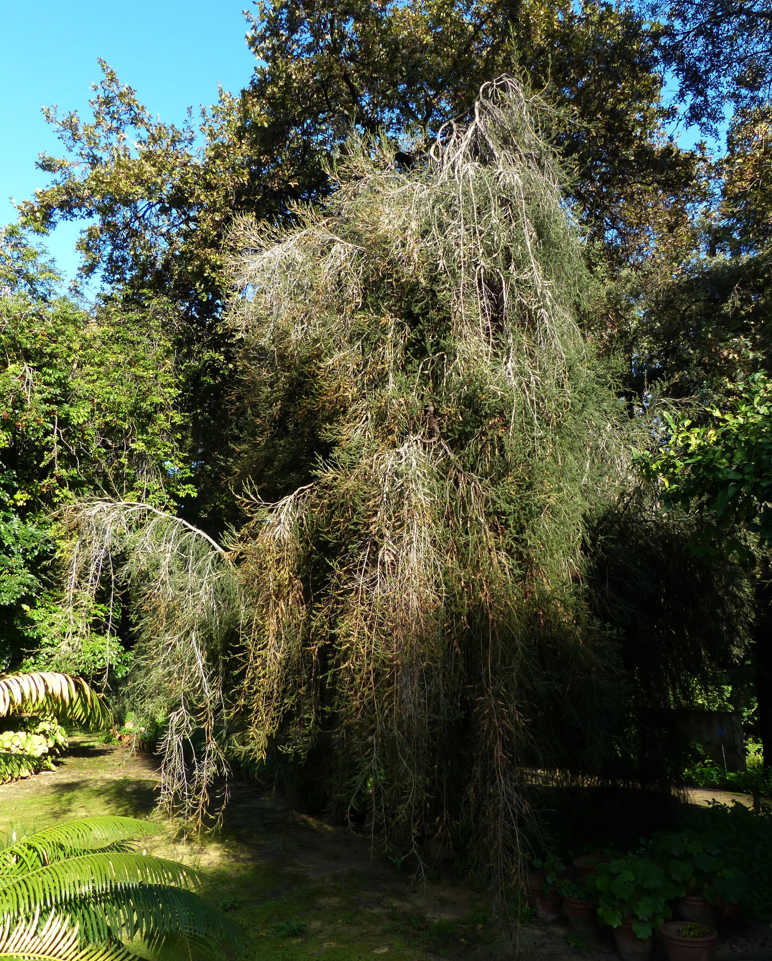 Melaleuca