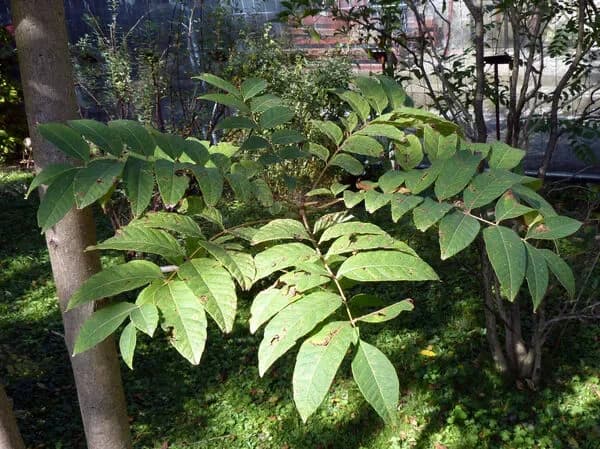 Cedro australiano 'Flamingo'