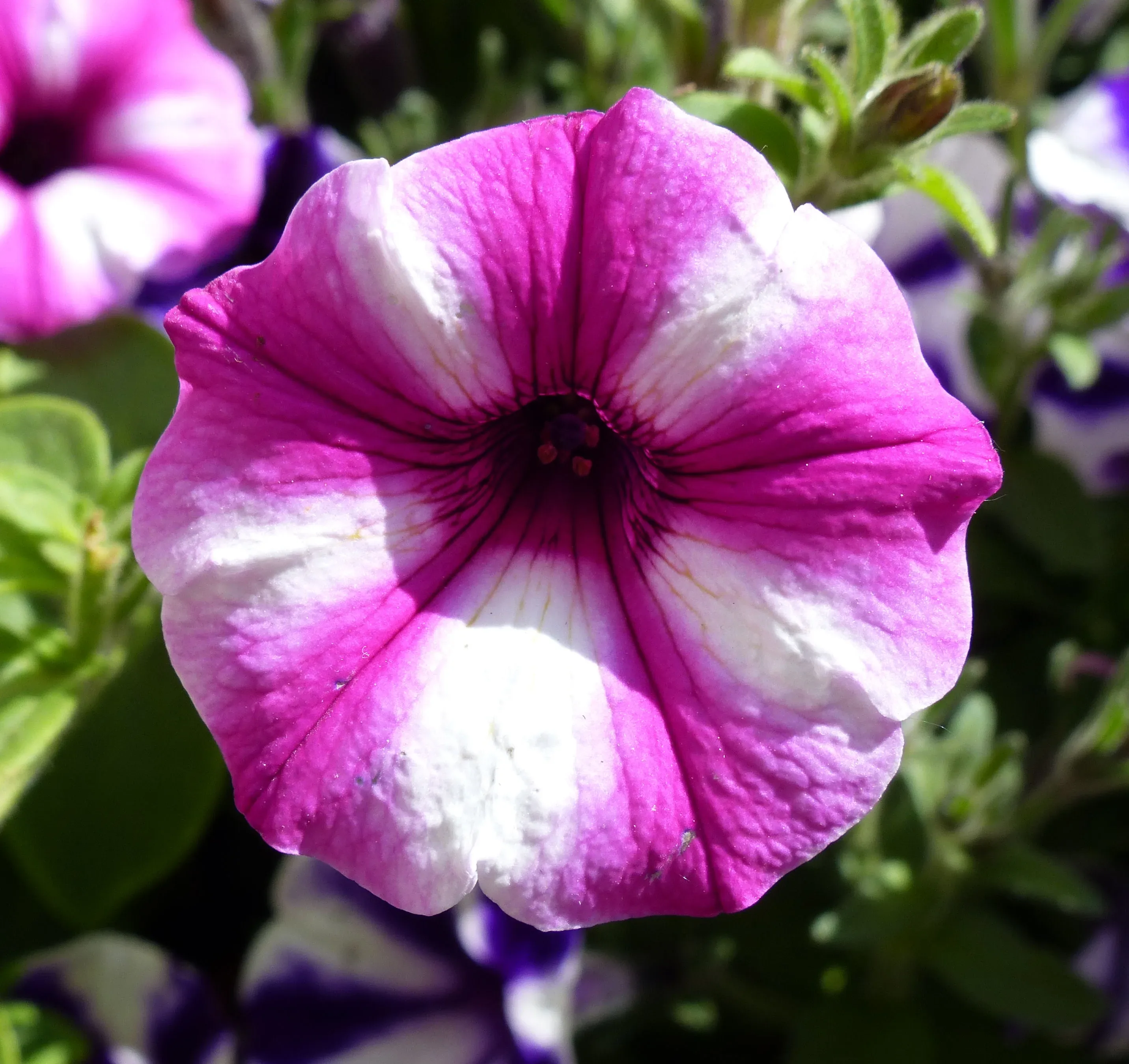 Petunia