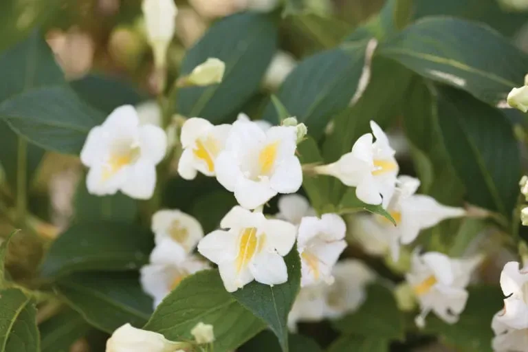 Weigela florida Colourtwist ‘Coloutwist’