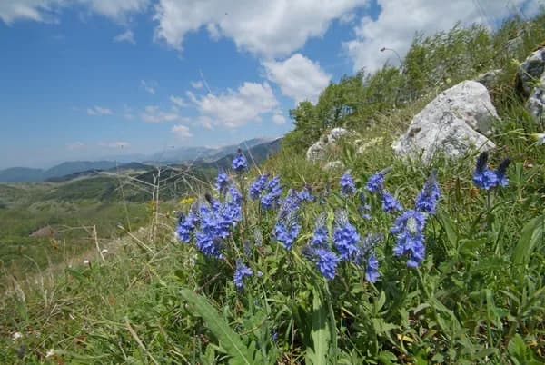 Veronica 'Royal Blue'