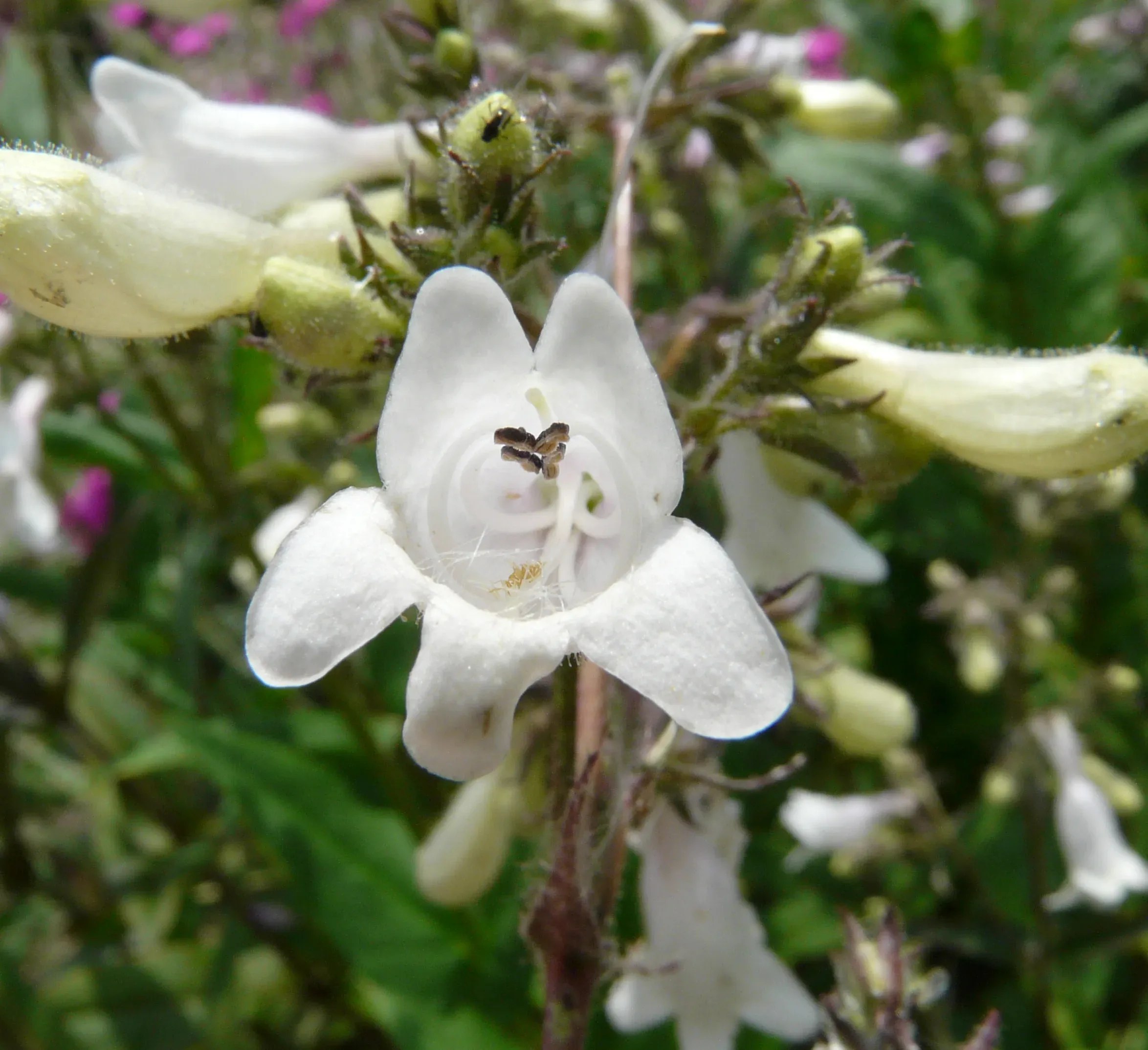 Penstemon