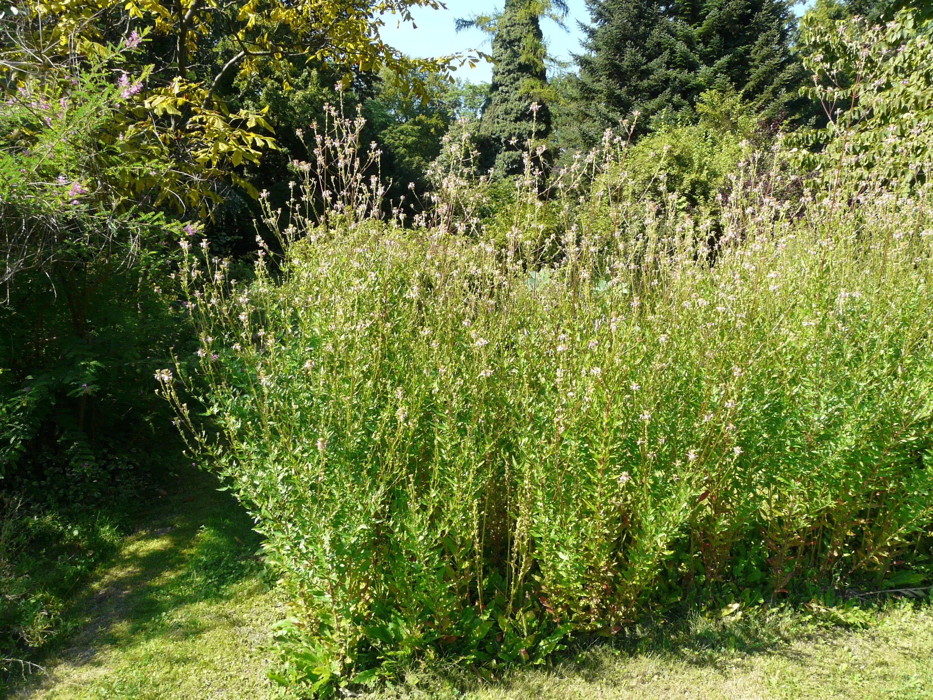 Gaura