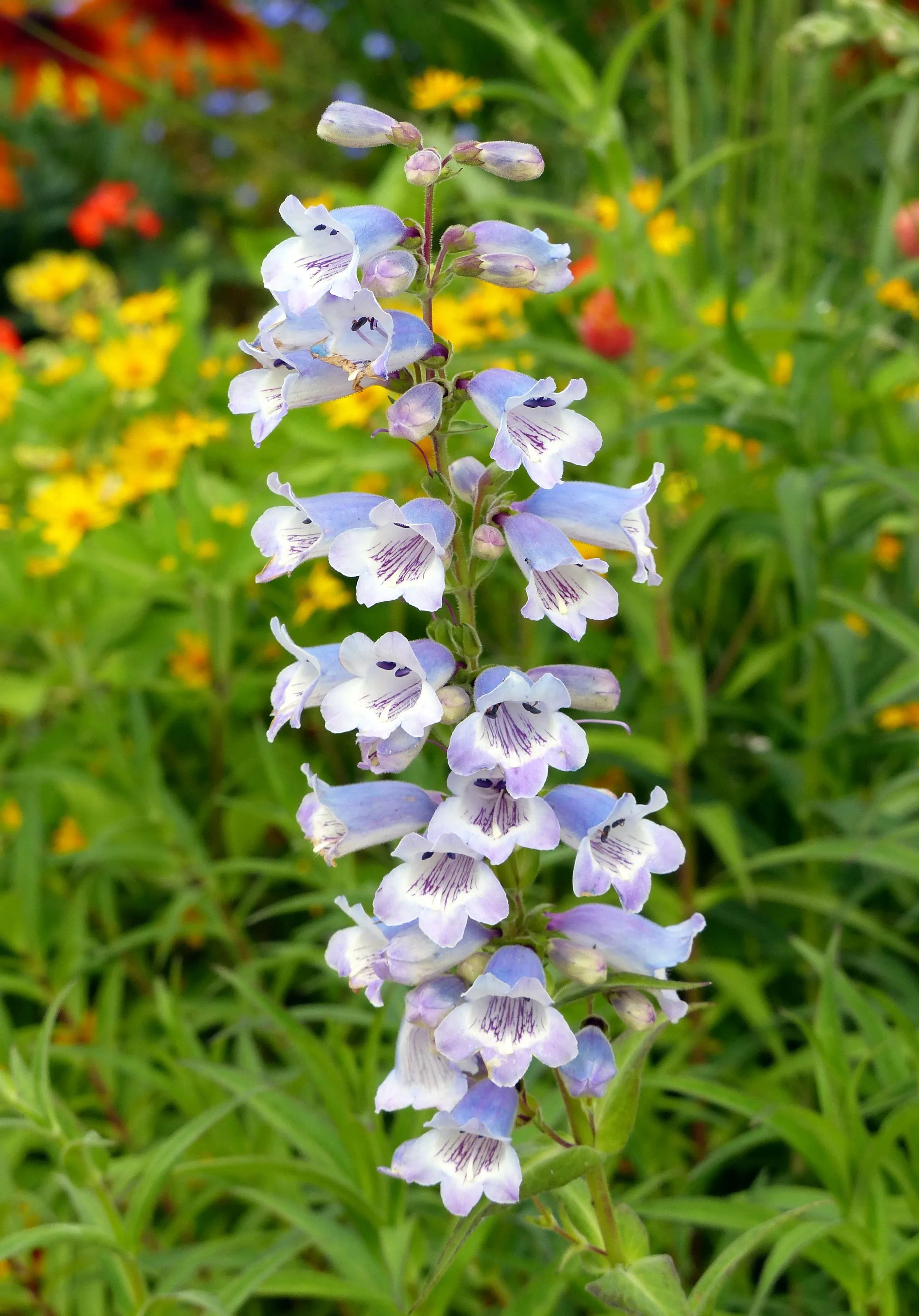 Penstemon