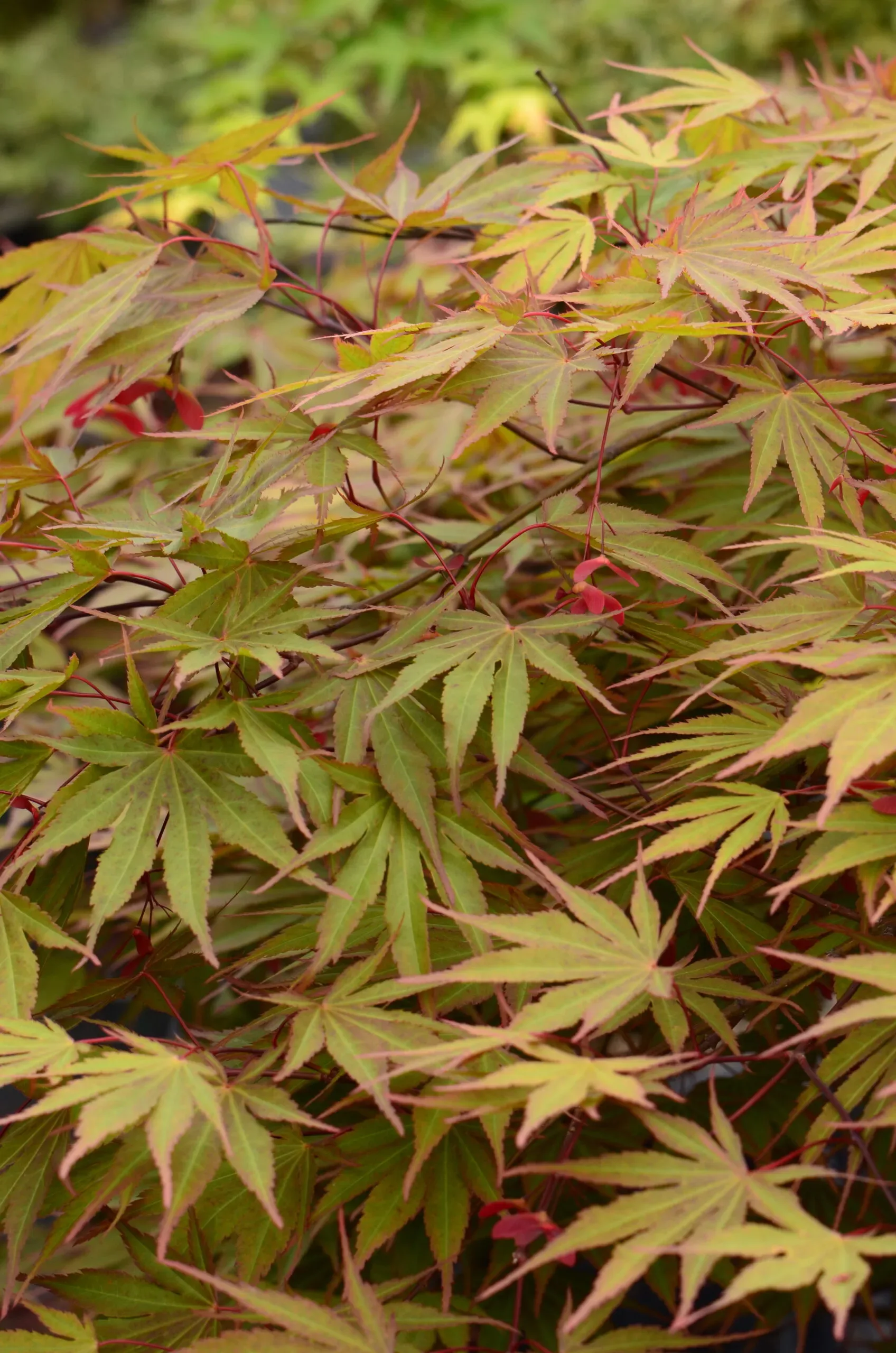 Acero Palmato 'Nicholsonii'