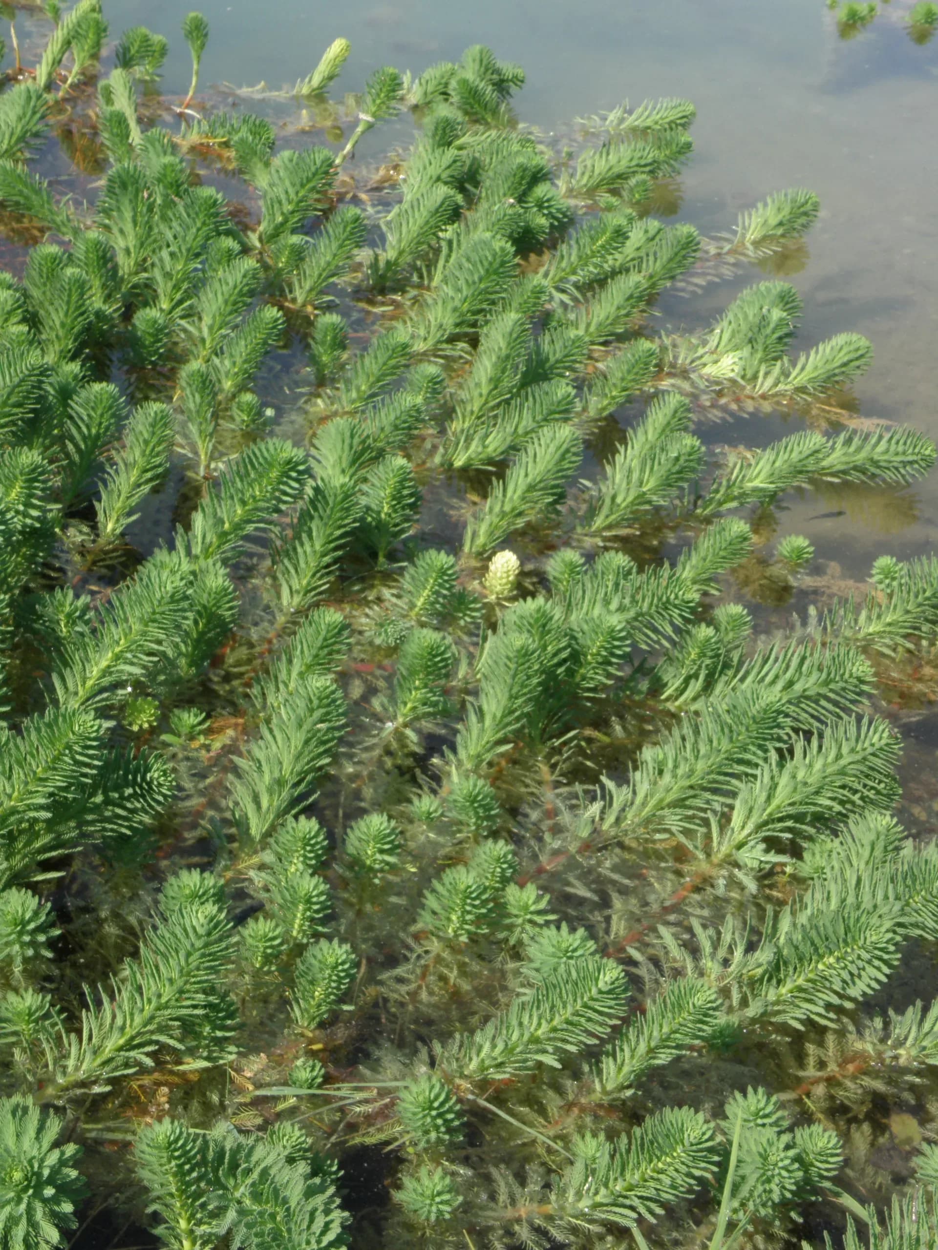 Millefoglio acquatico