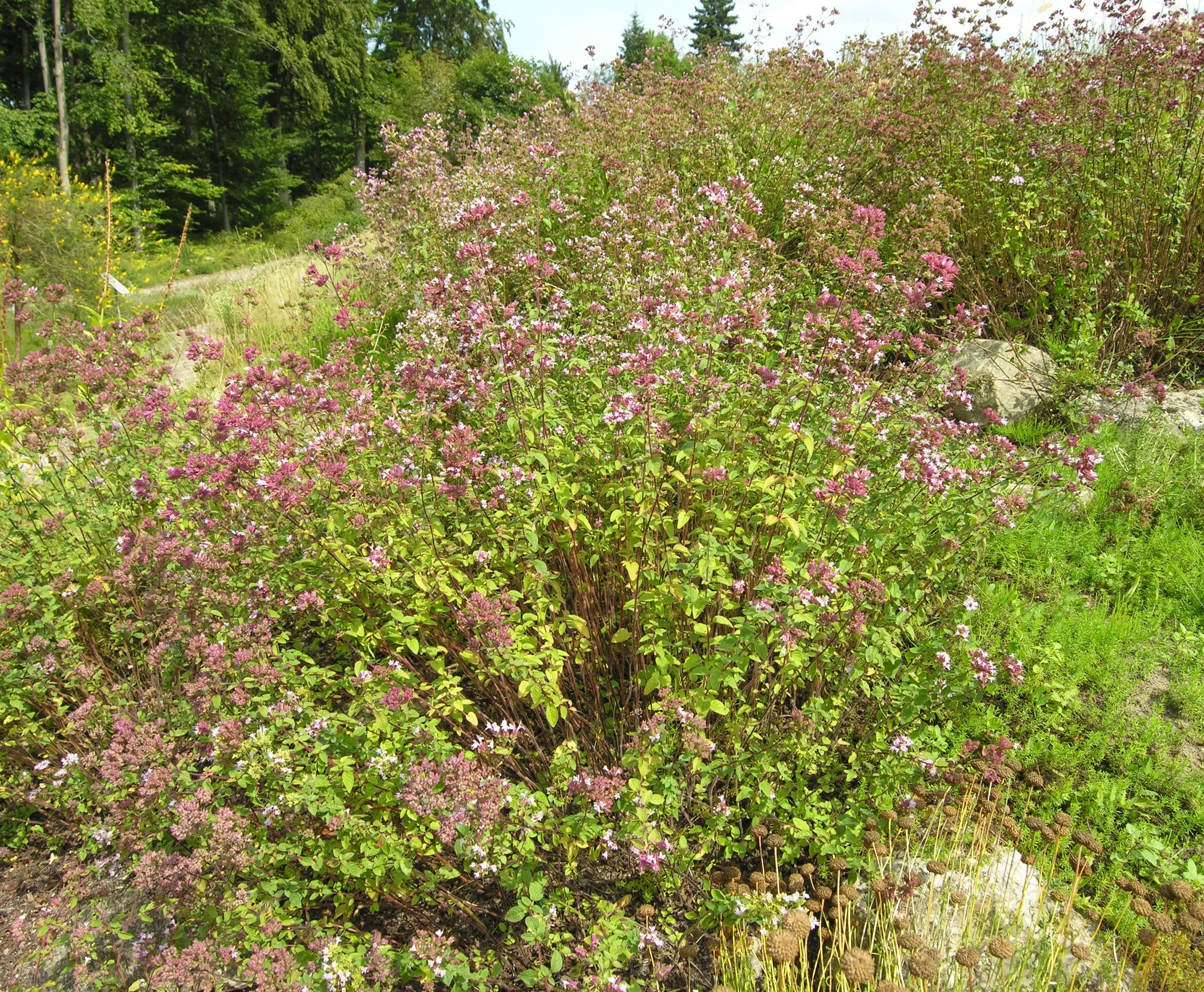 Origano