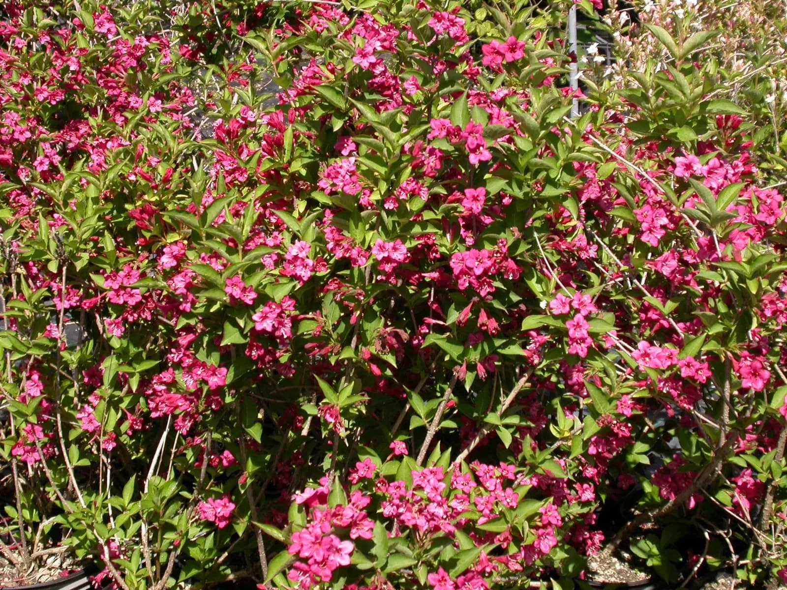 Weigela ‘Bristol Ruby’